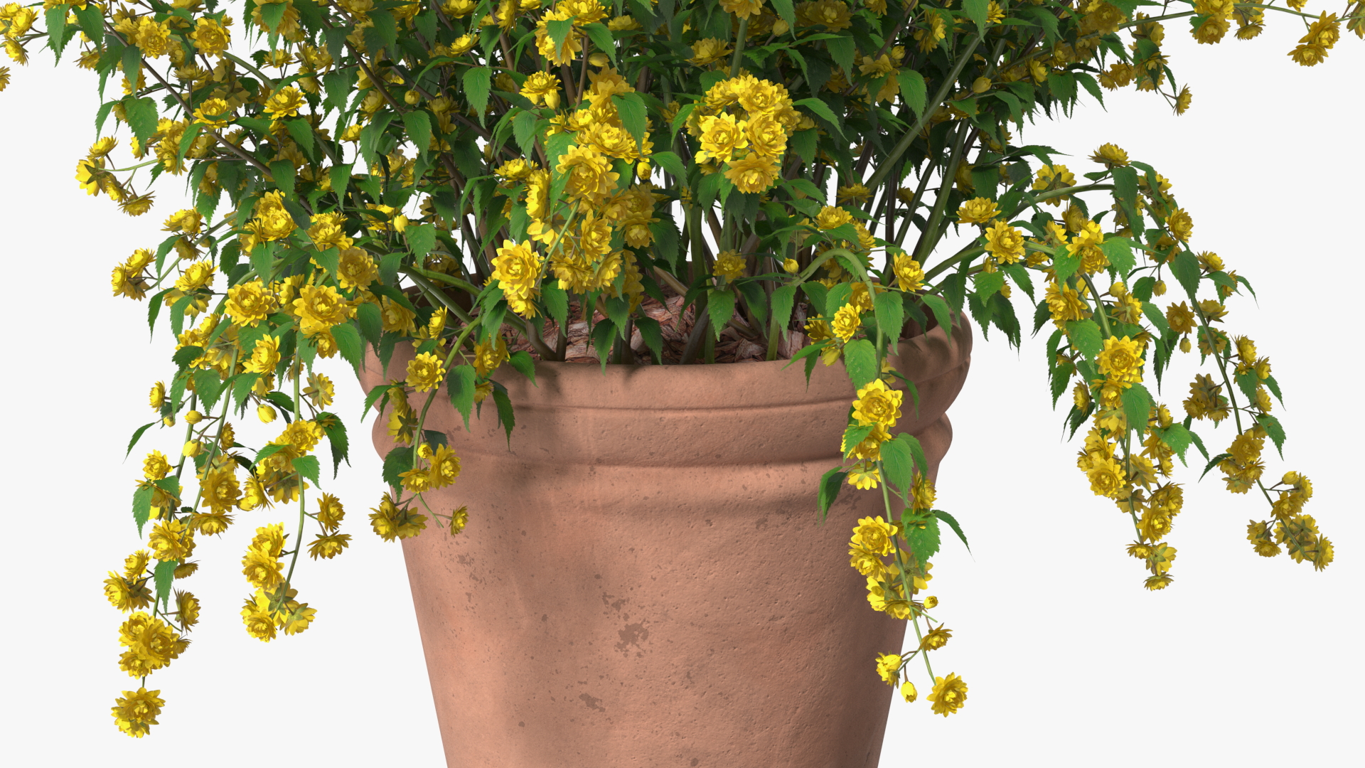 Japanese Kerria in Flower Pot 3D model