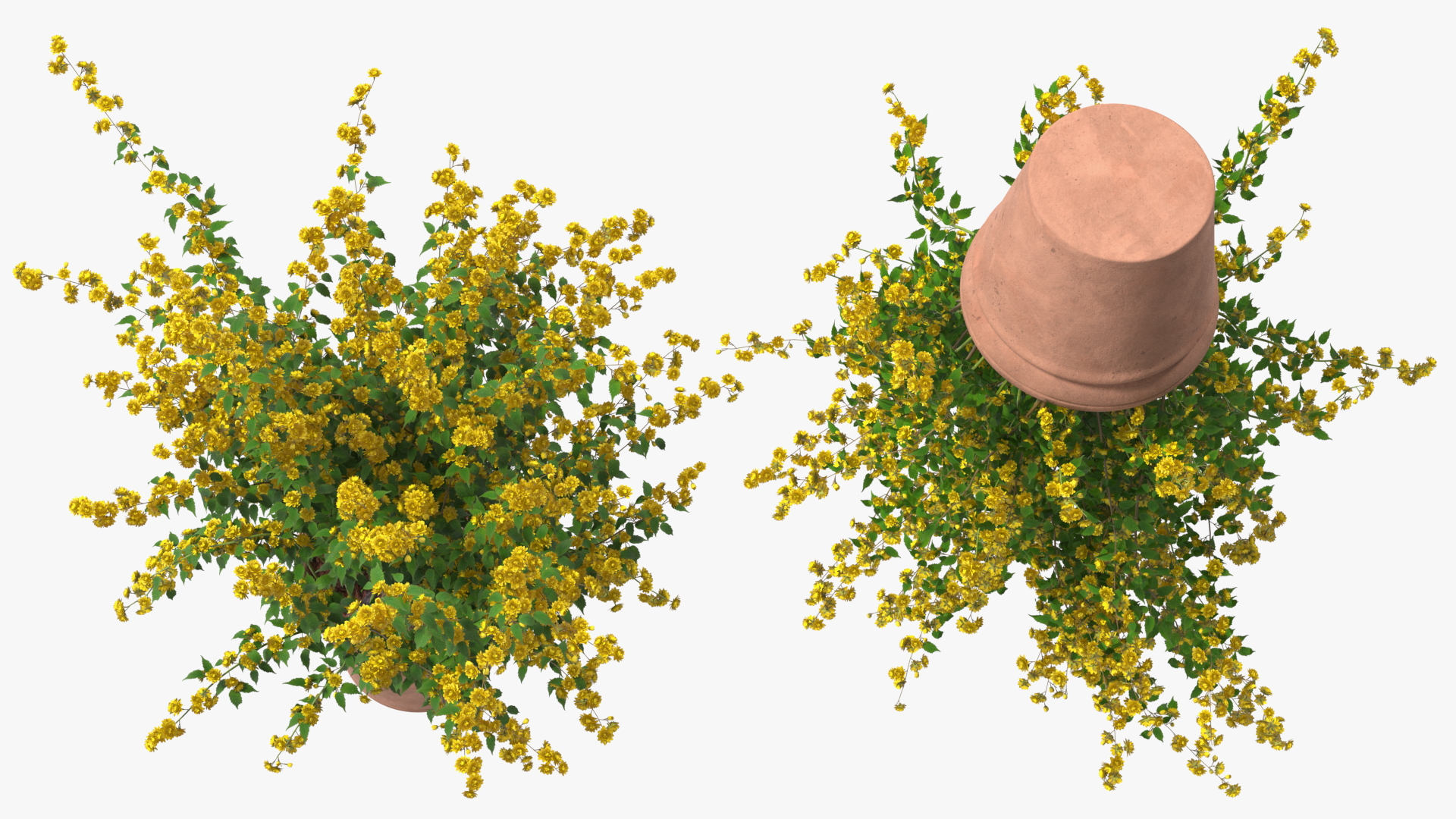 Japanese Kerria in Flower Pot 3D model