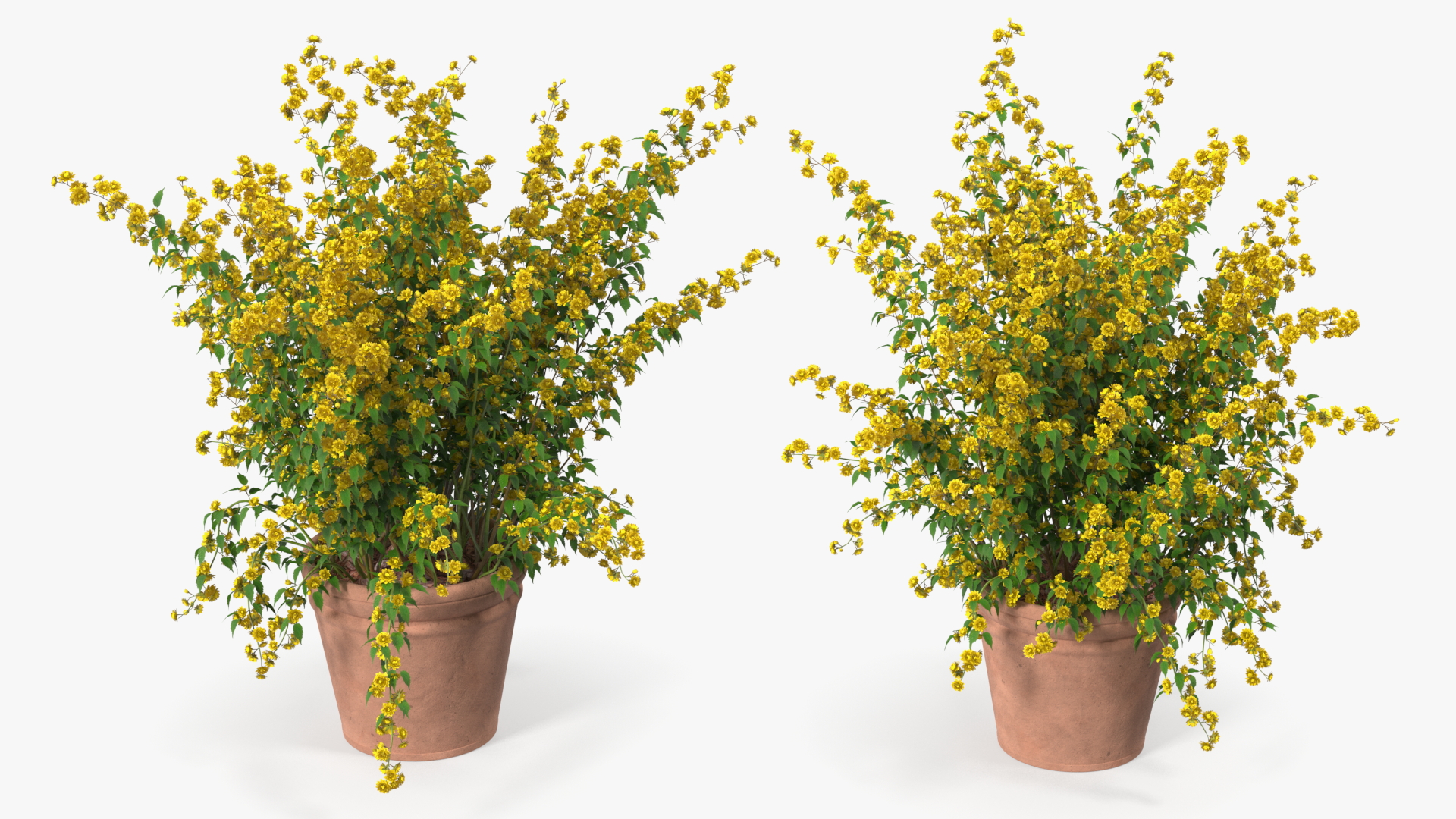 Japanese Kerria in Flower Pot 3D model
