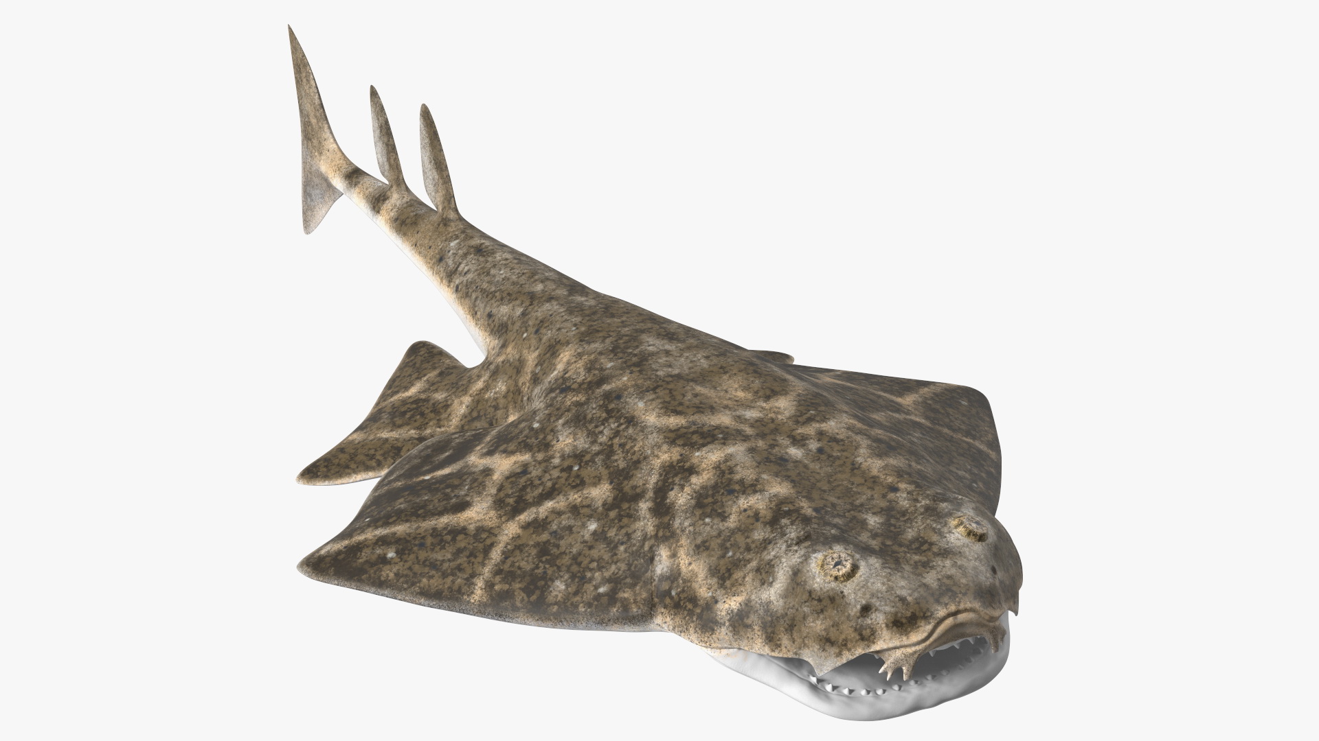 3D Angel Shark Rigged model