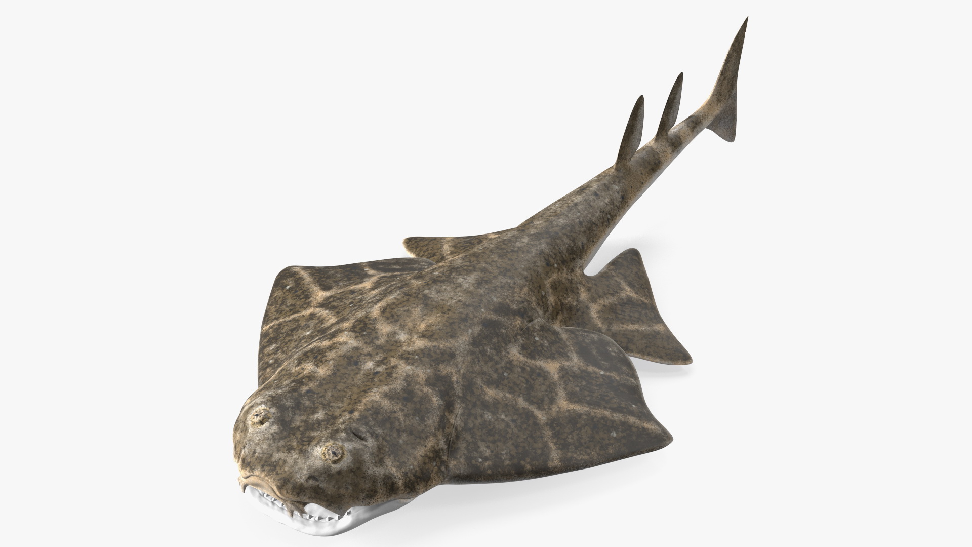 3D Angel Shark Rigged model