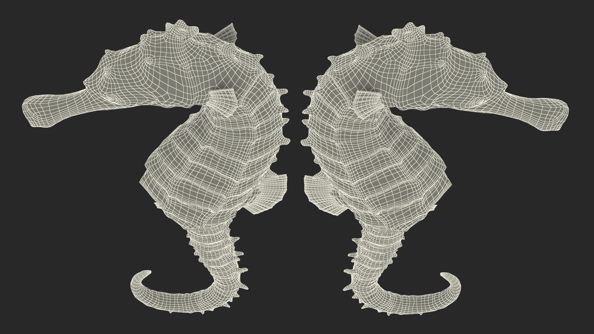 Slender Seahorse Hippocampus Reidi 3D model