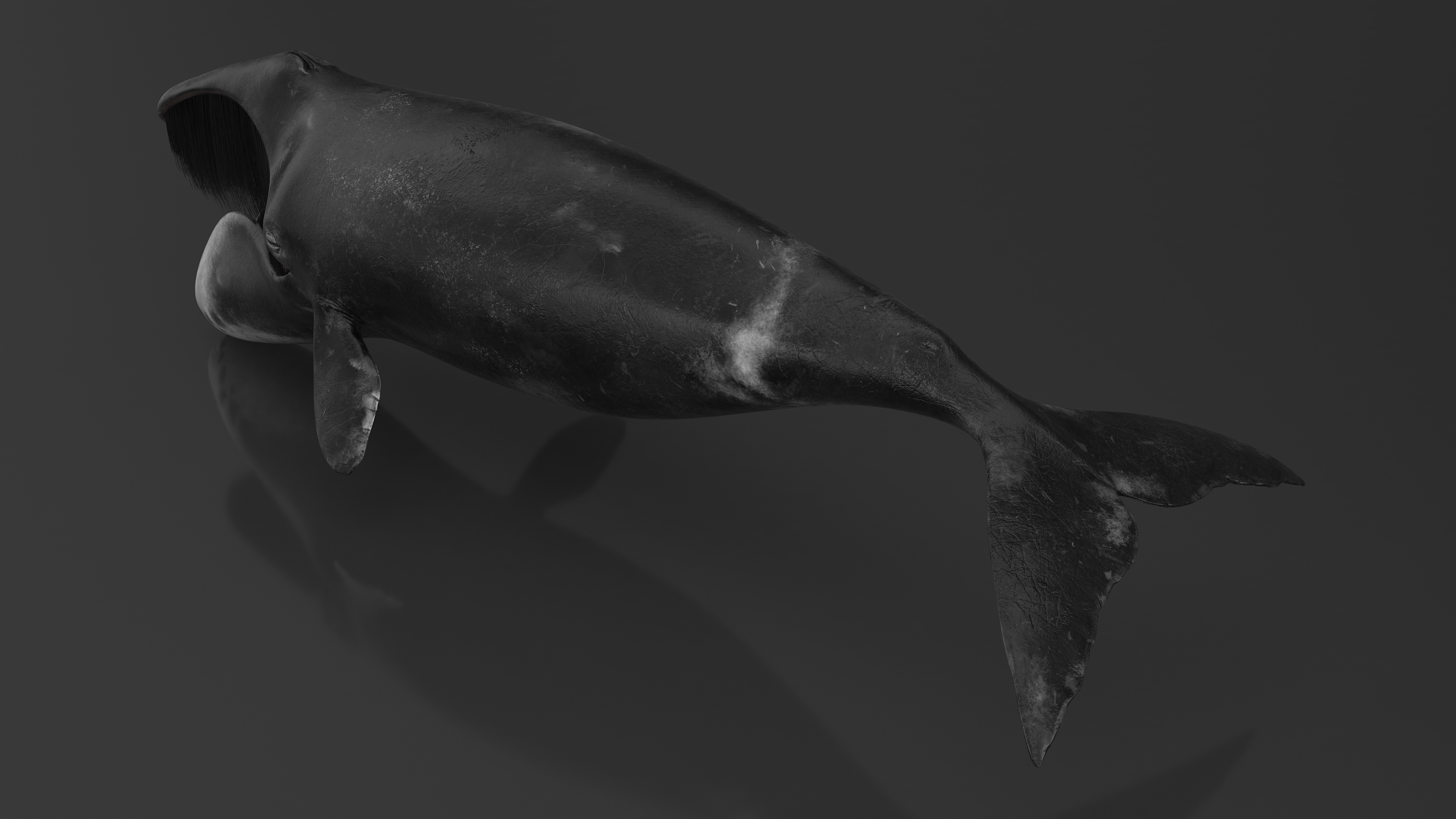 3D model Balaena Mysticetus Sea Animal Fur Rigged