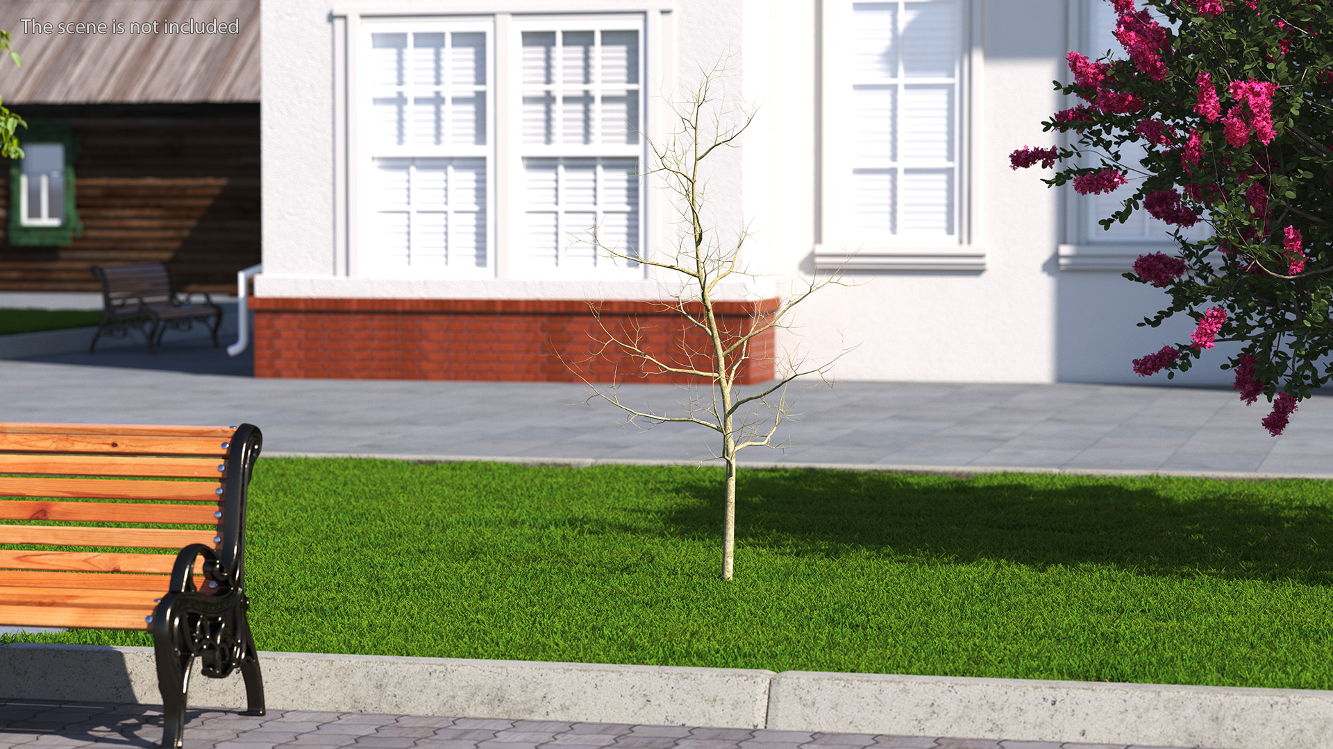 Young White Oak Winter 3D