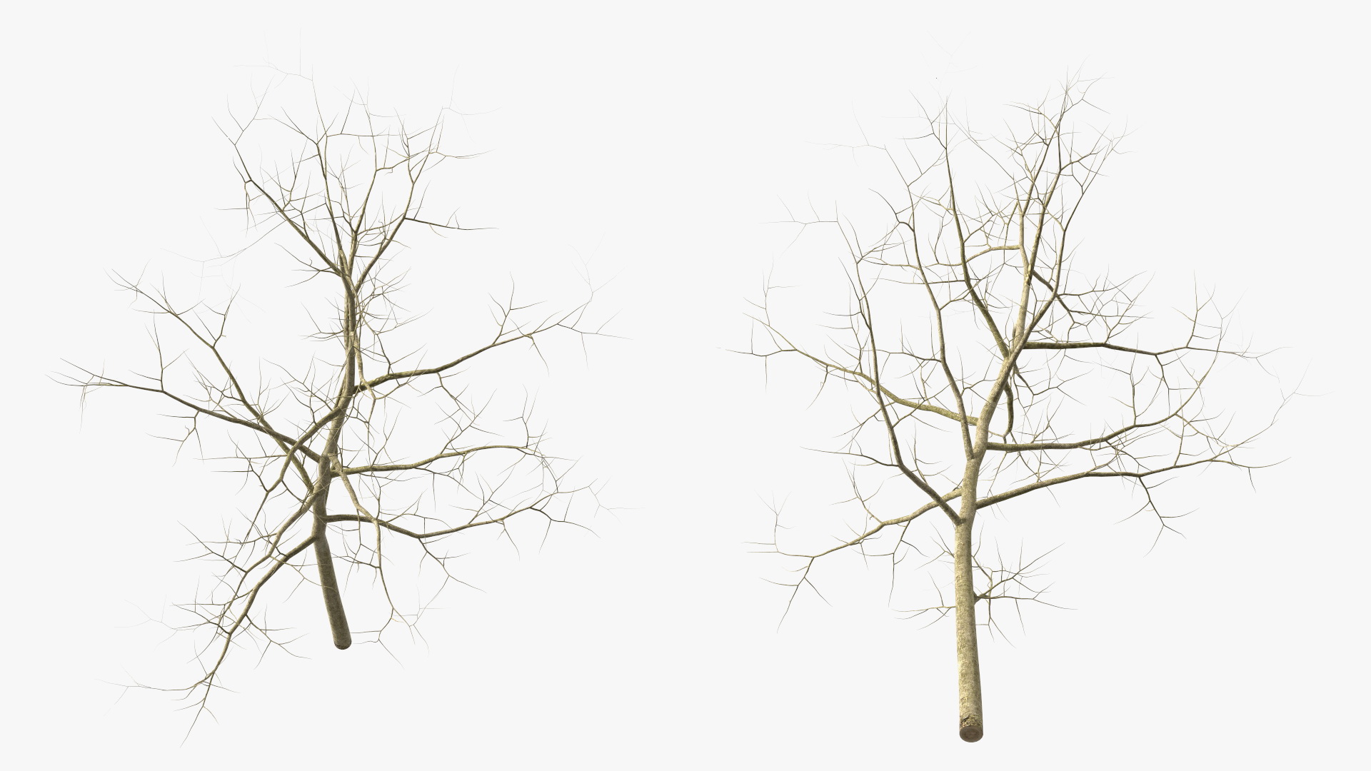 Young White Oak Winter 3D