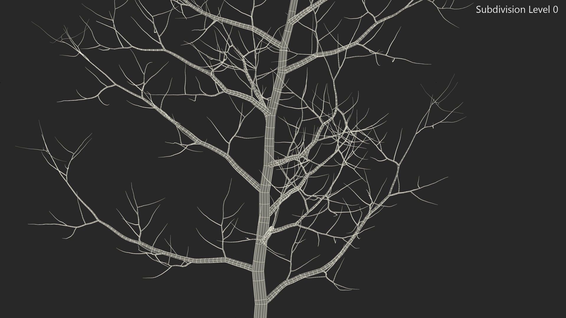 Young White Oak Winter 3D