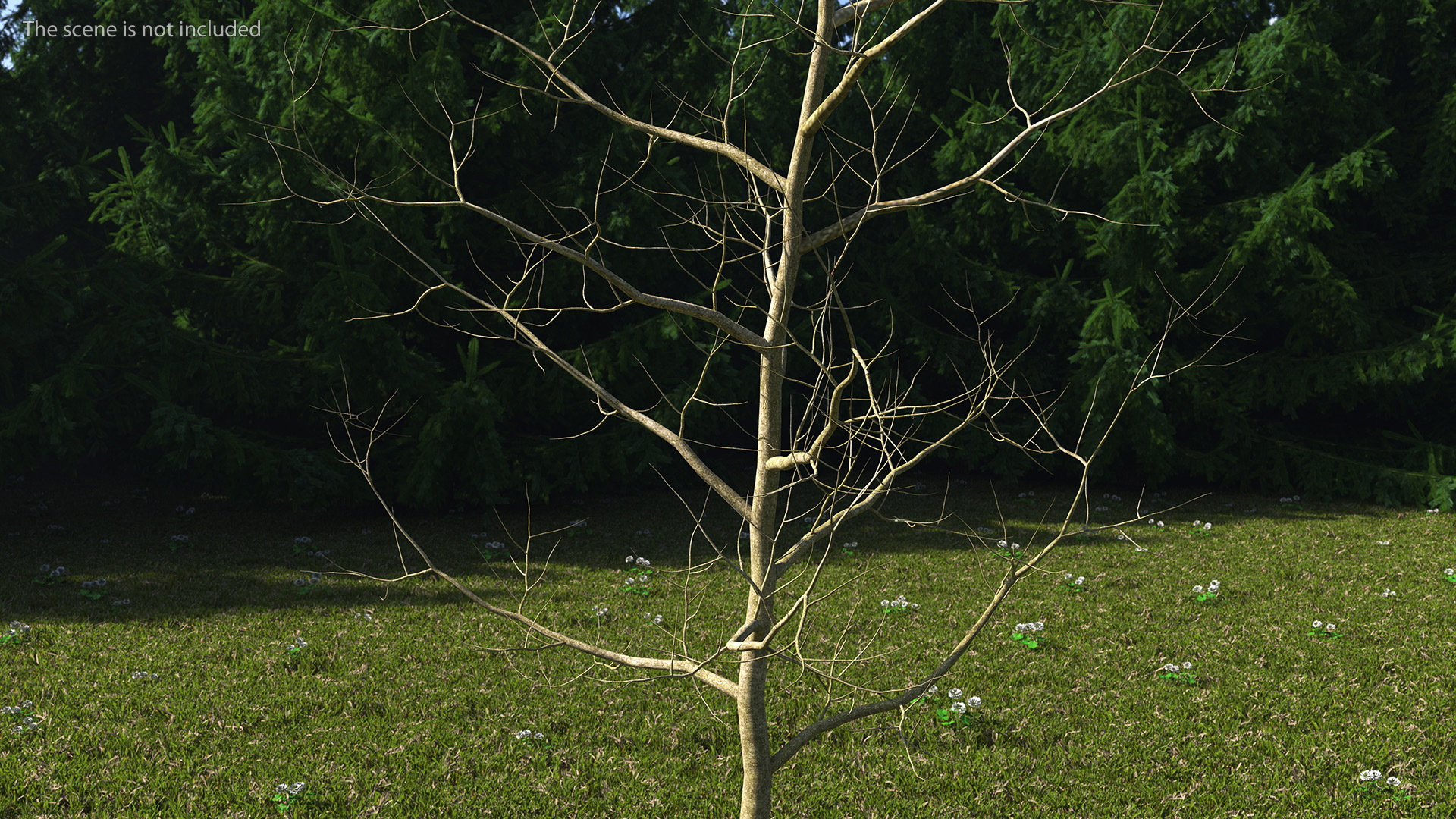 Young White Oak Winter 3D