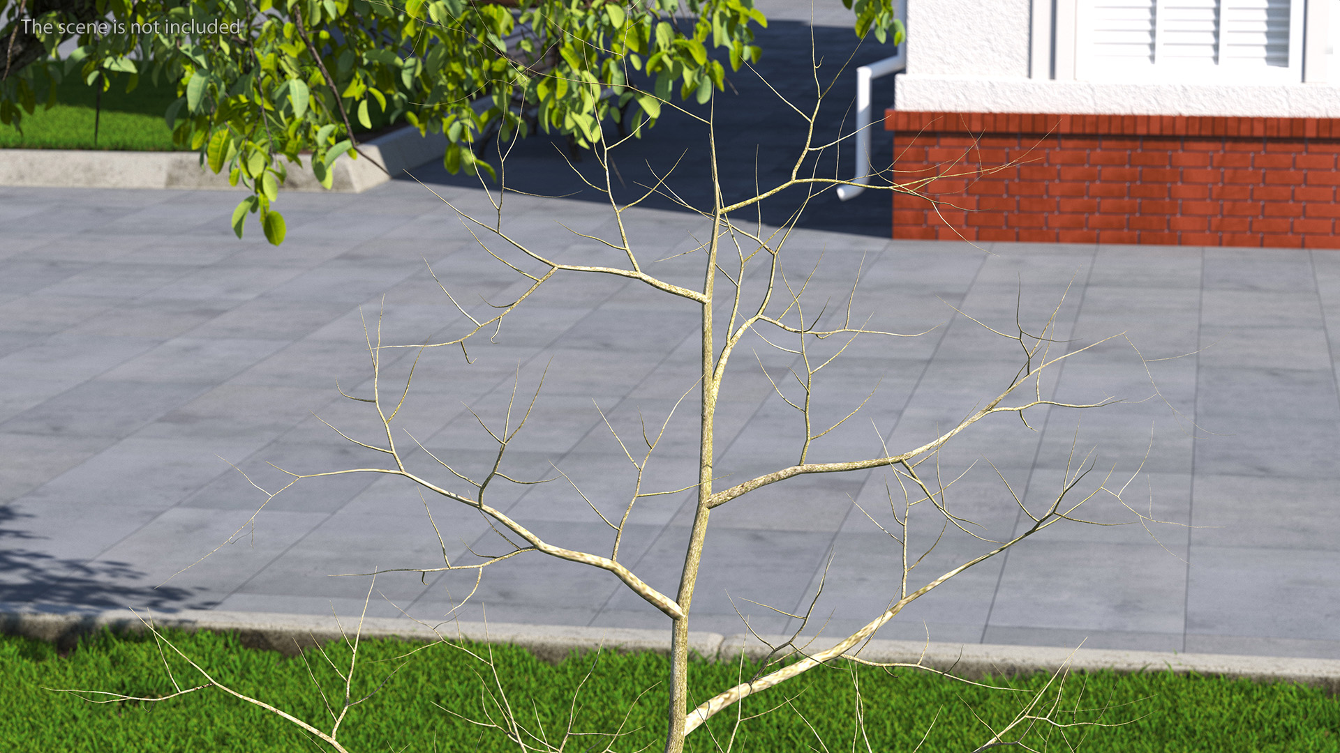 Young White Oak Winter 3D