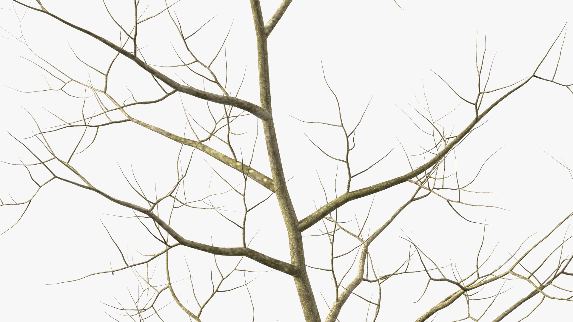 Young White Oak Winter 3D