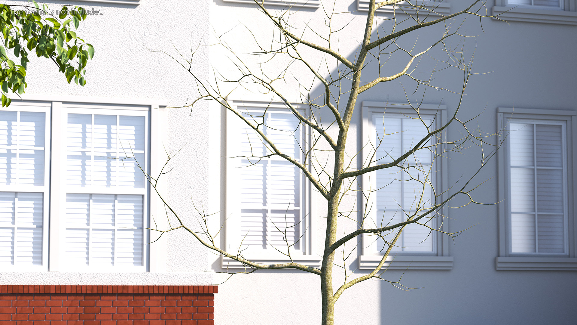 Young White Oak Winter 3D