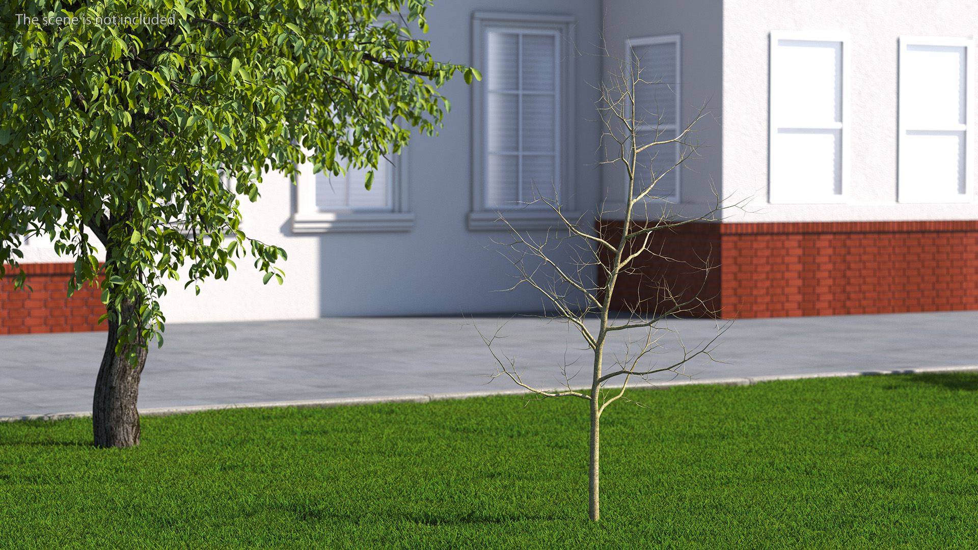 Young White Oak Winter 3D
