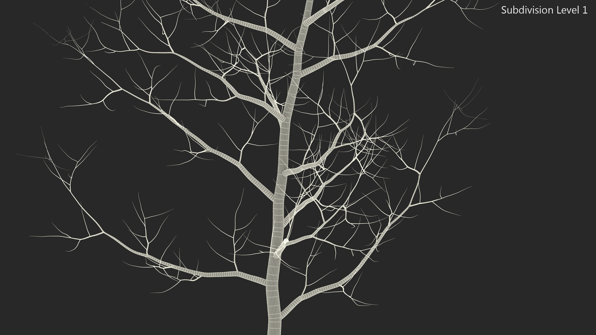Young White Oak Winter 3D