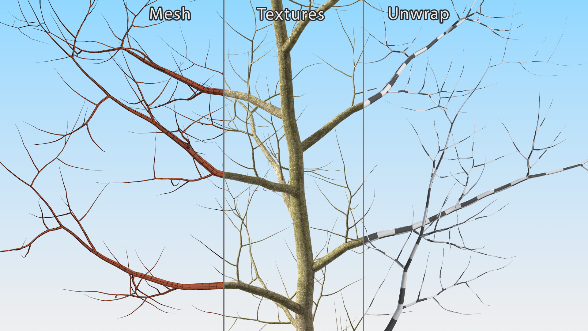 Young White Oak Winter 3D