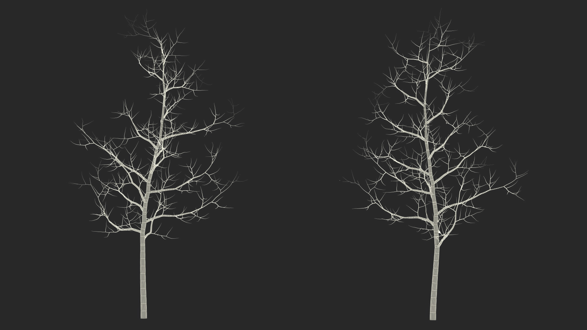 Young White Oak Winter 3D