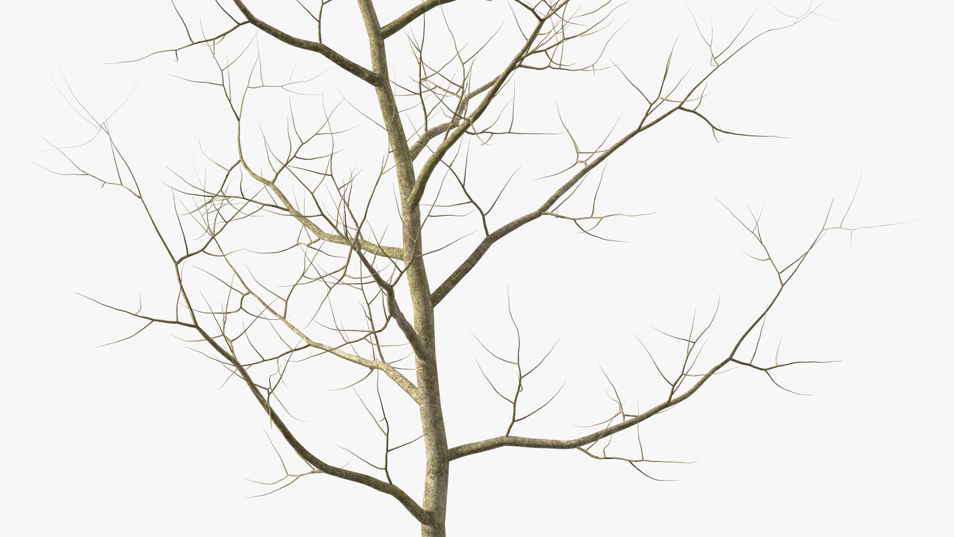 Young White Oak Winter 3D