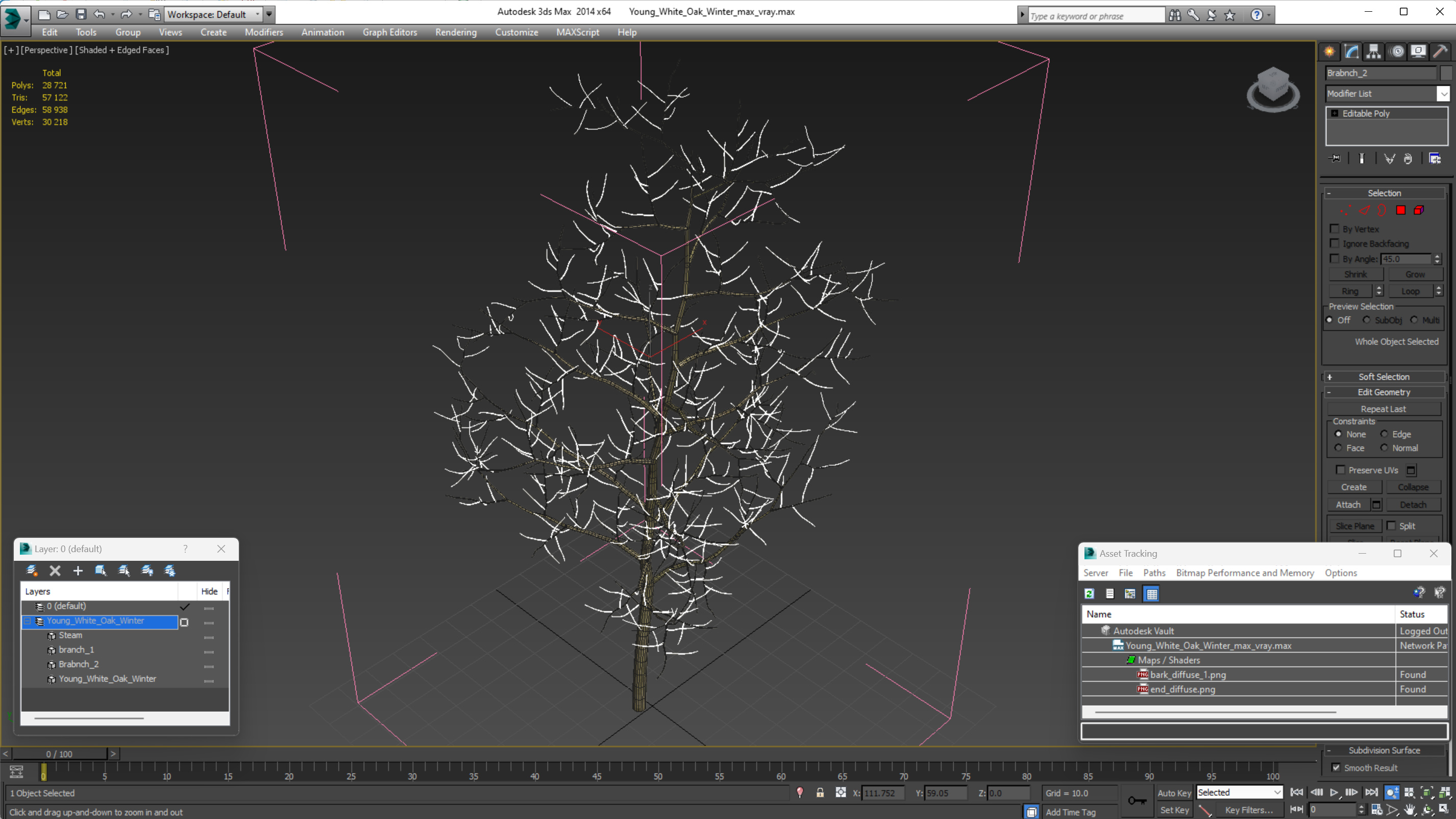 Young White Oak Winter 3D