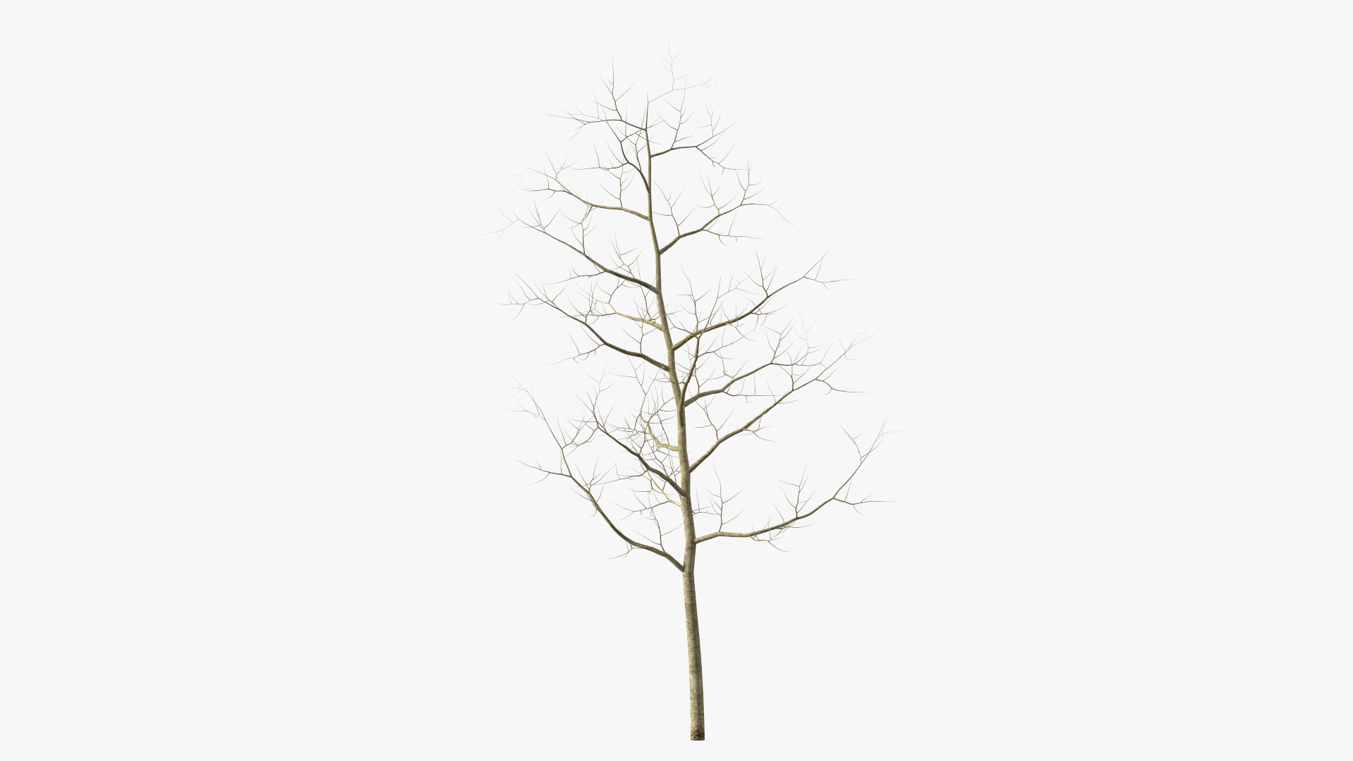 Young White Oak Winter 3D