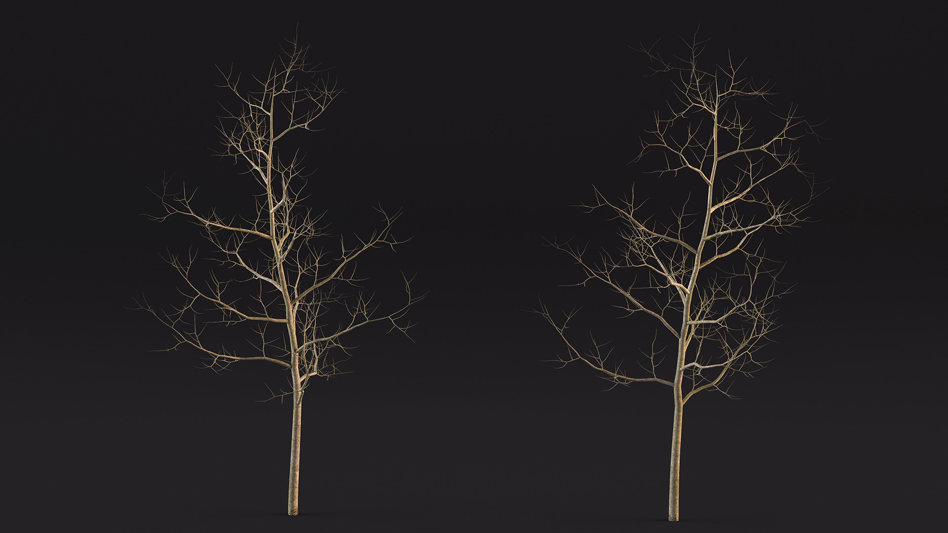 Young White Oak Winter 3D