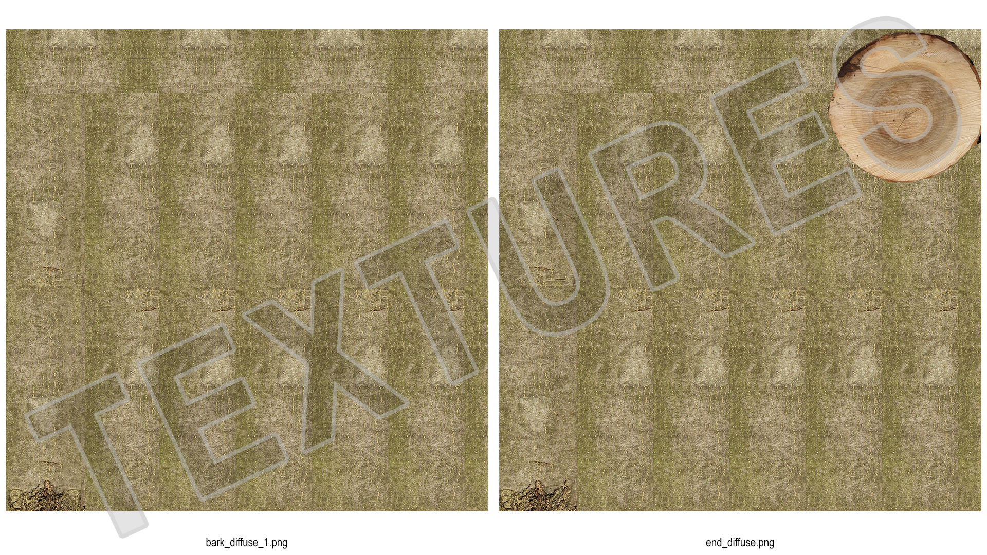Young White Oak Winter 3D