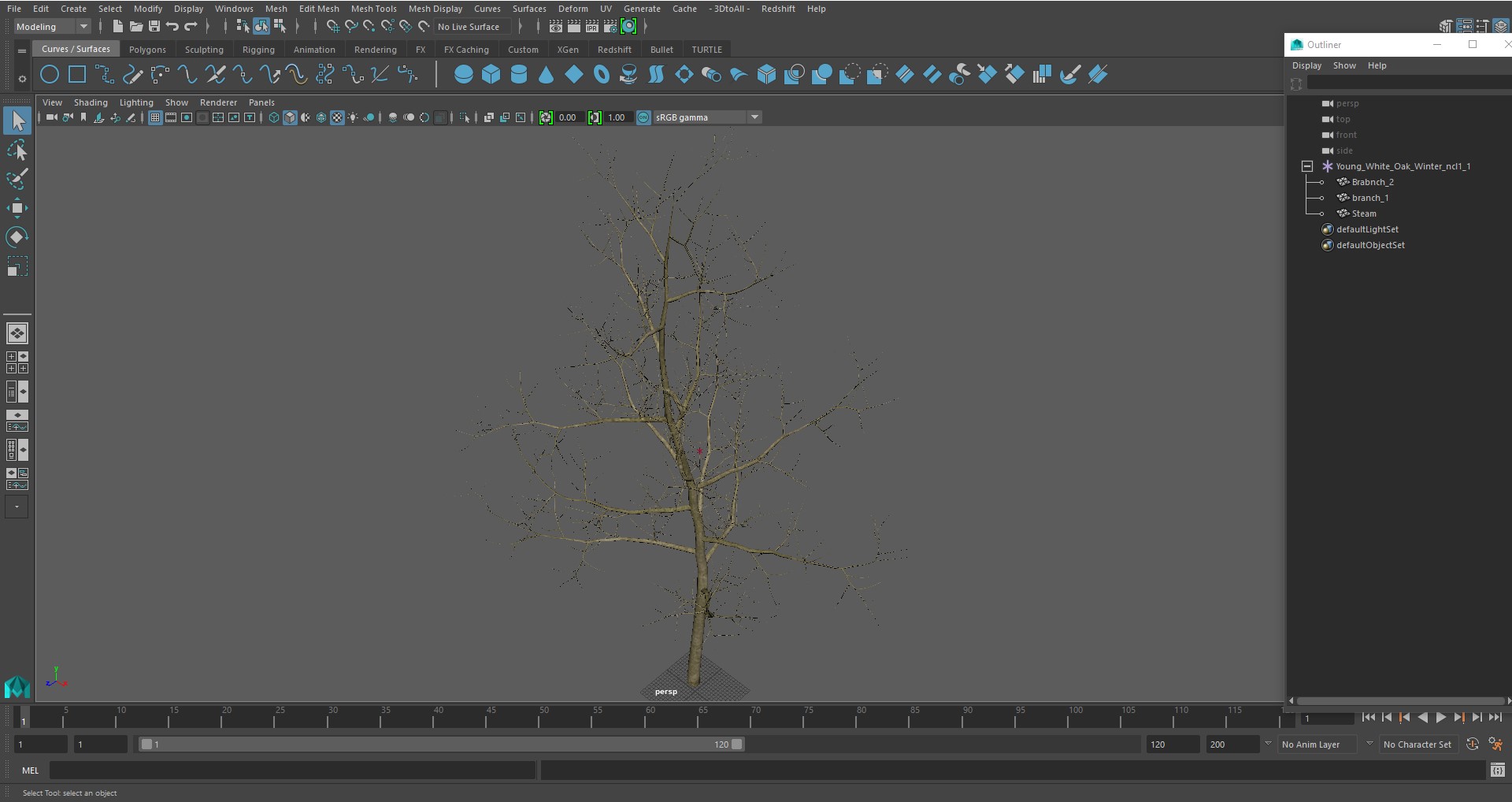 Young White Oak Winter 3D