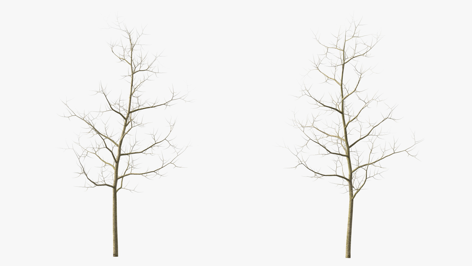 Young White Oak Winter 3D