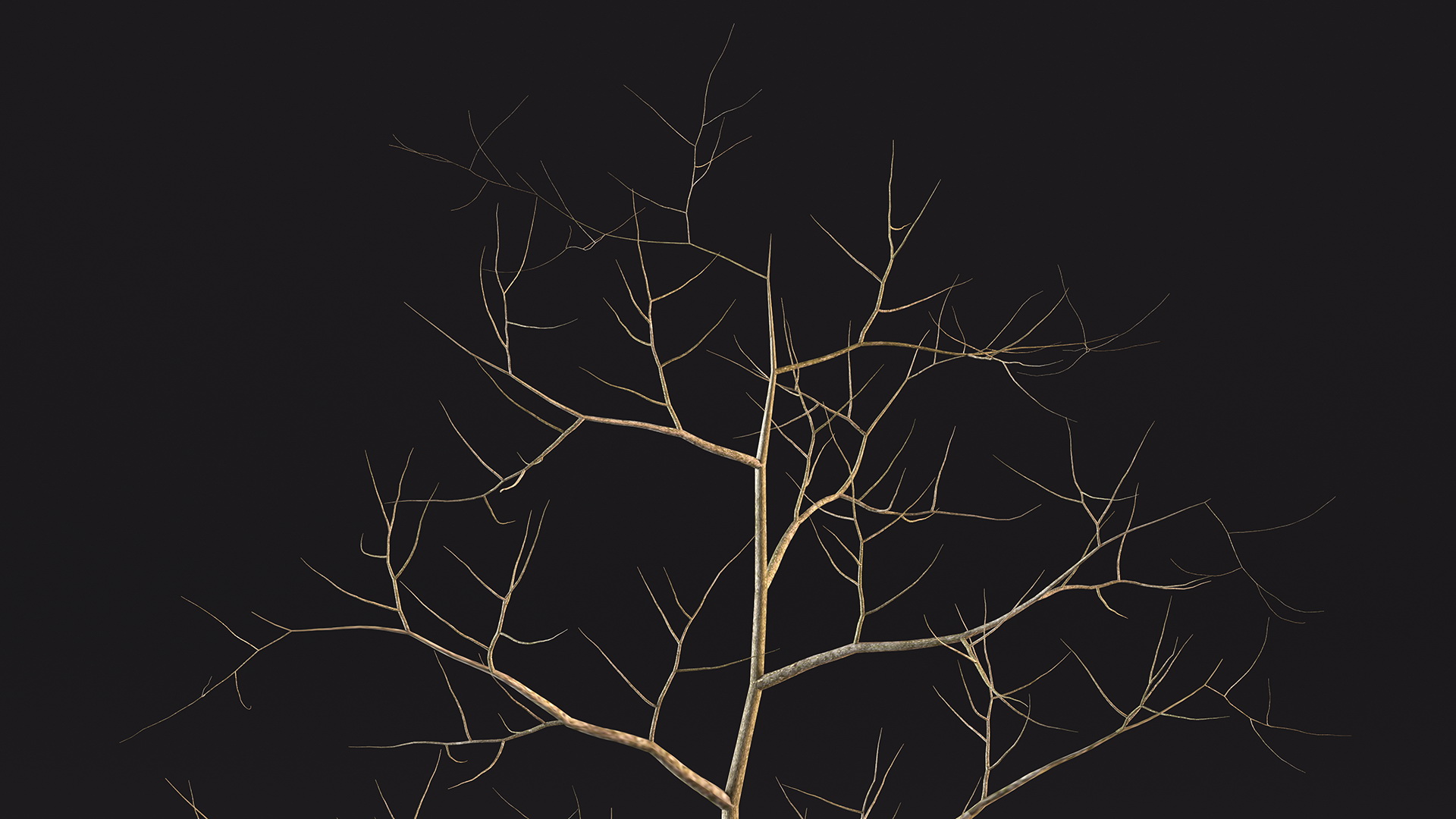Young White Oak Winter 3D