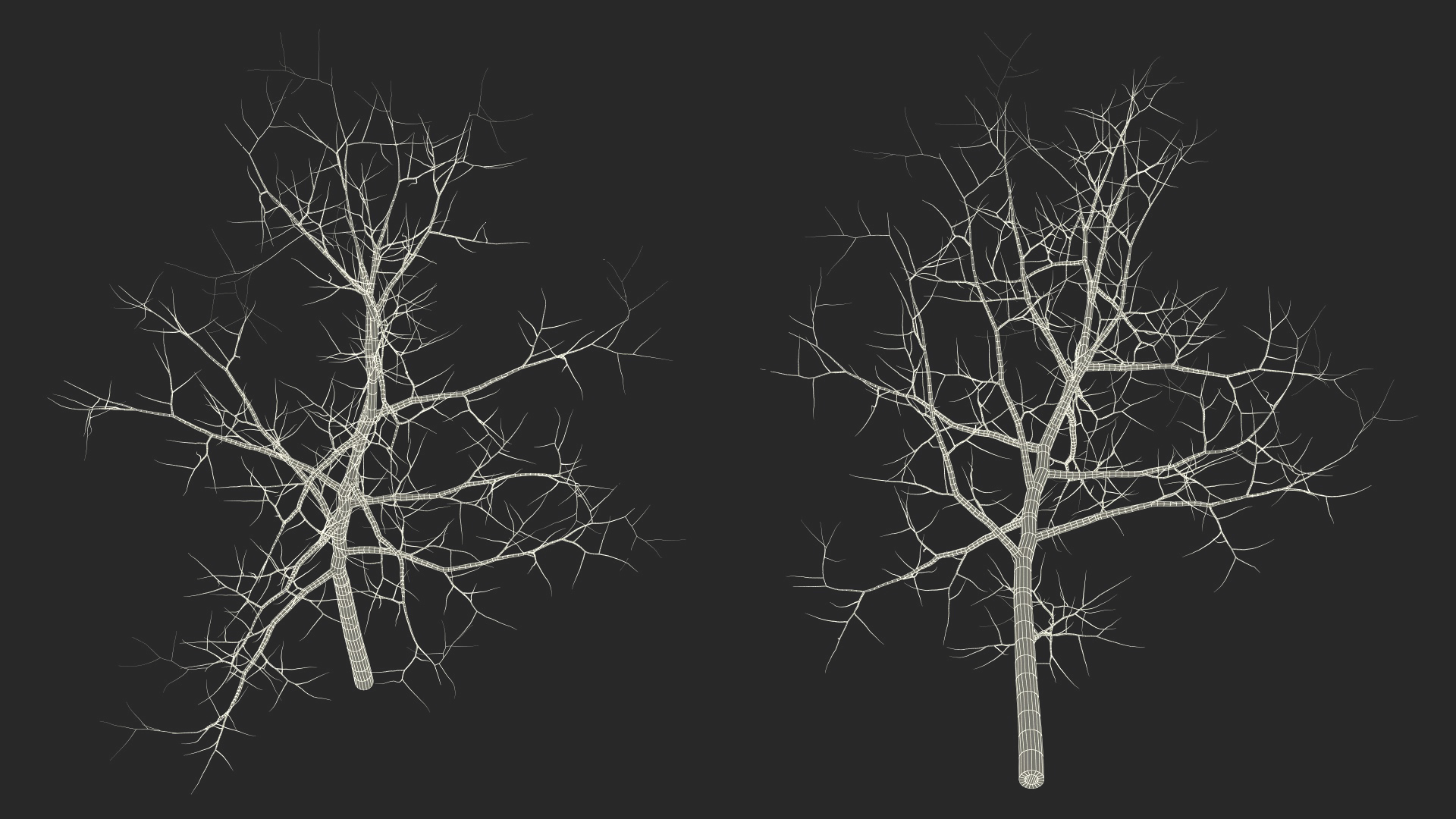 Young White Oak Winter 3D