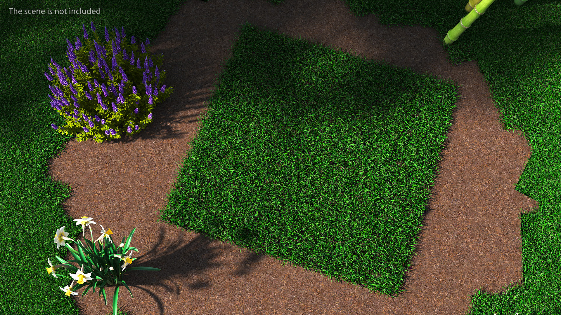 3D Seashore Paspalum Grass model