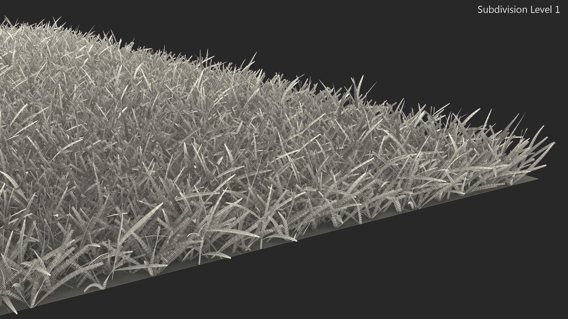 3D Seashore Paspalum Grass model