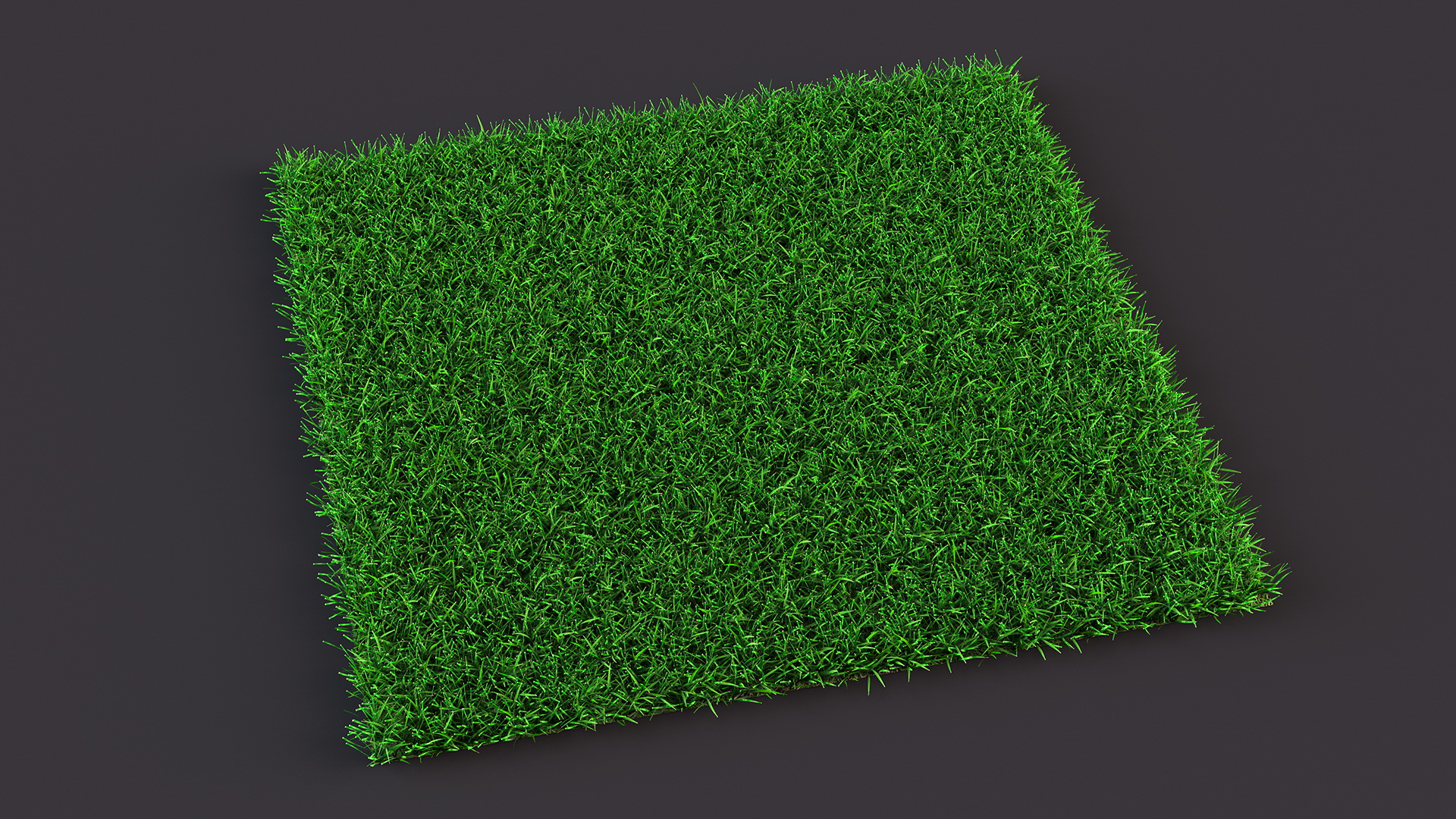 3D Seashore Paspalum Grass model