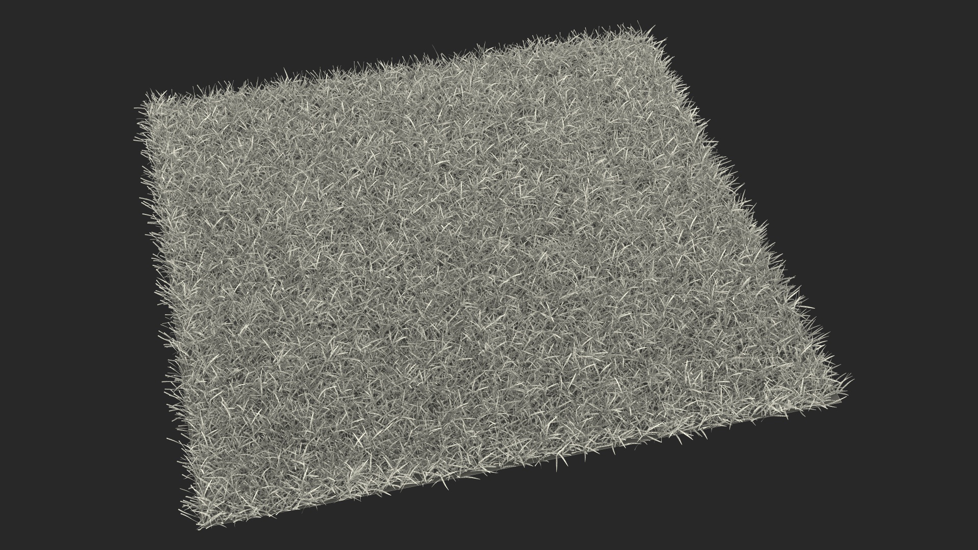 3D Seashore Paspalum Grass model
