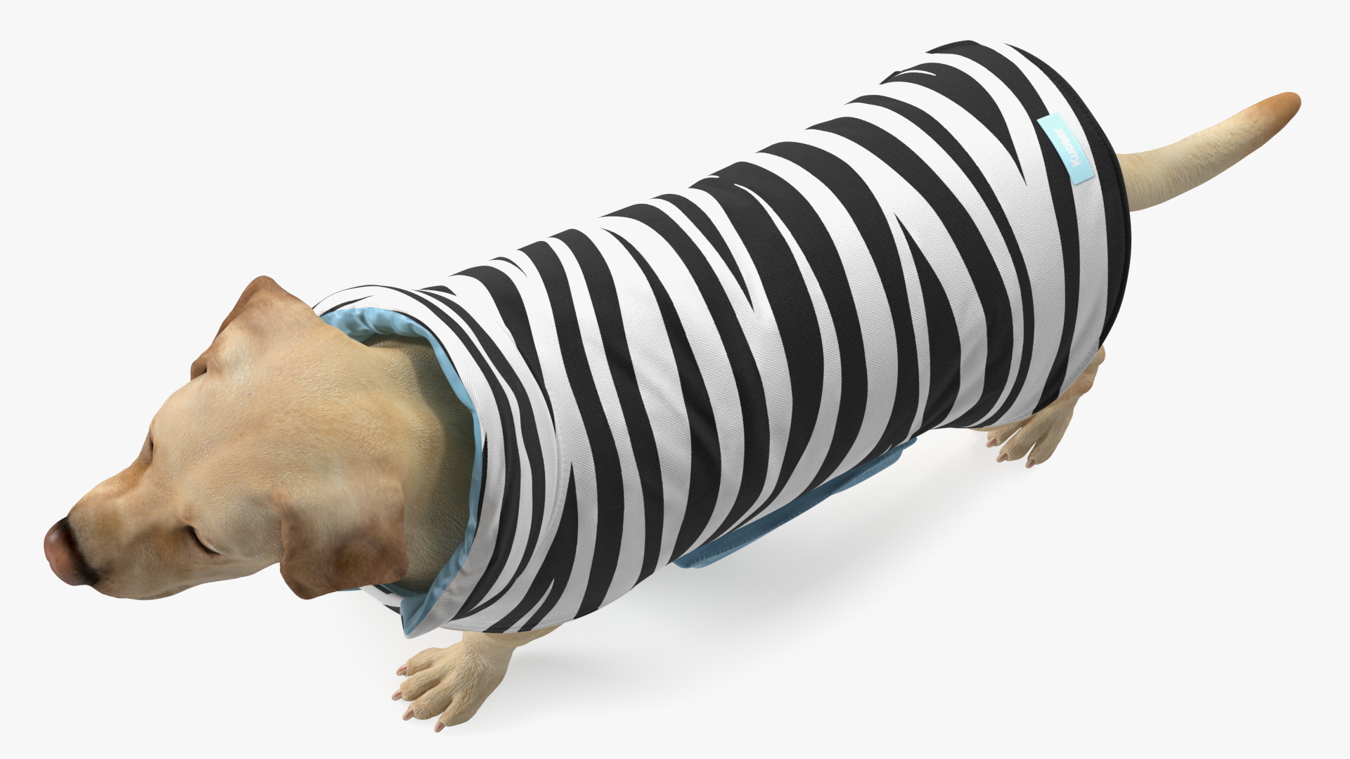 Labrador Wearing Zebra Coat 3D