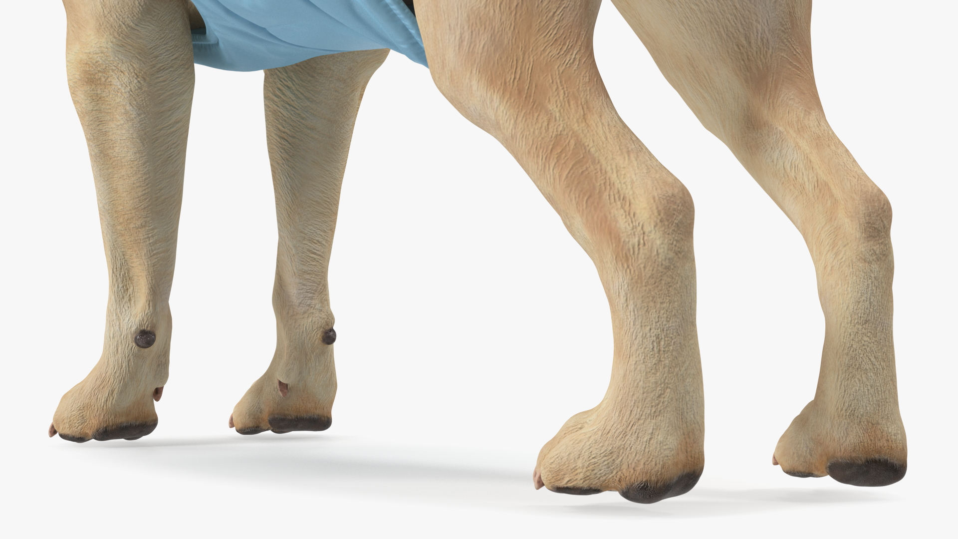 Labrador Wearing Zebra Coat 3D