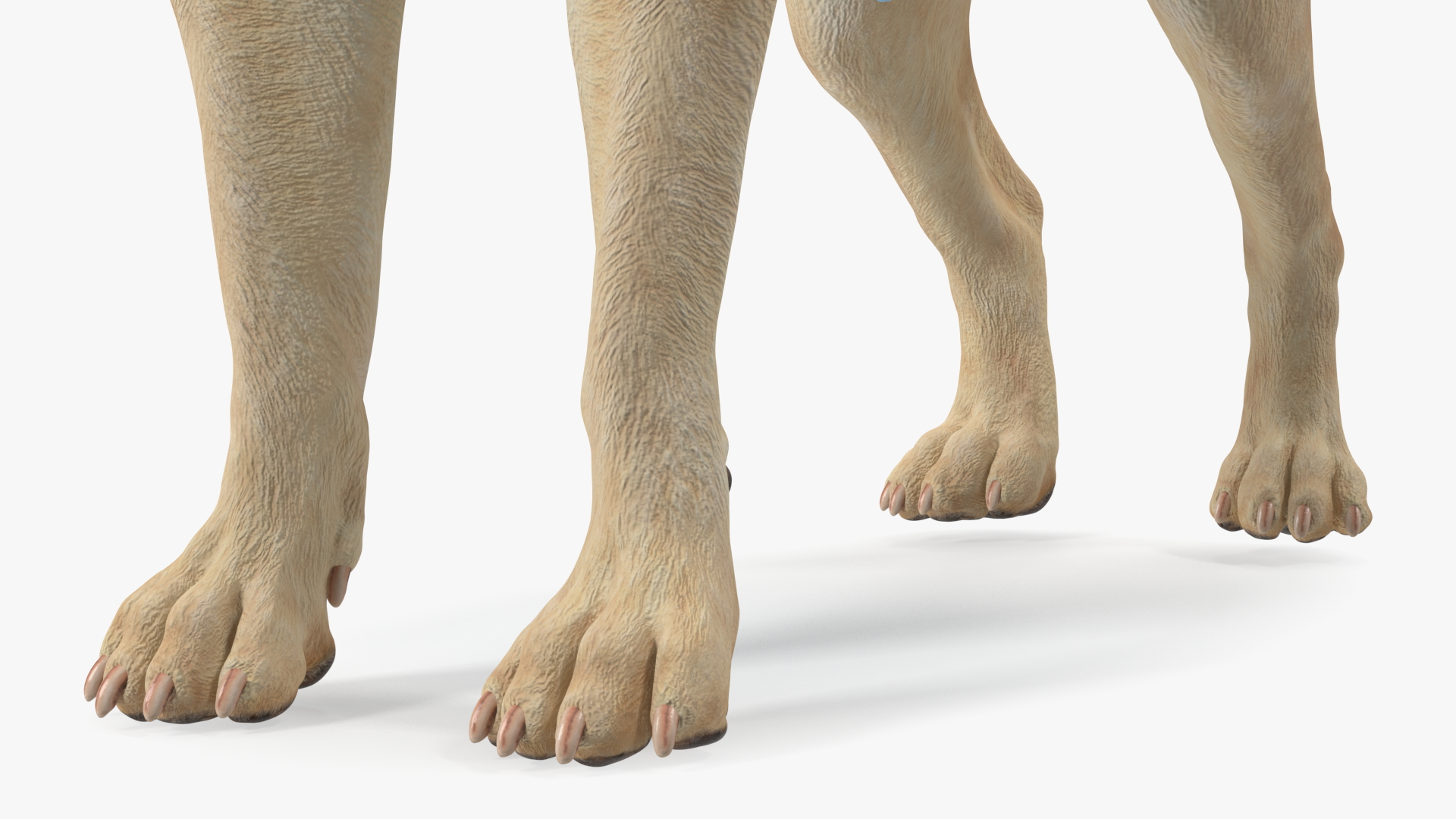 Labrador Wearing Zebra Coat 3D