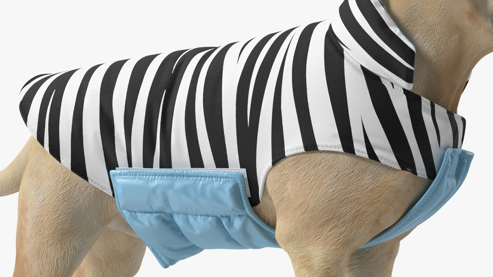 Labrador Wearing Zebra Coat 3D