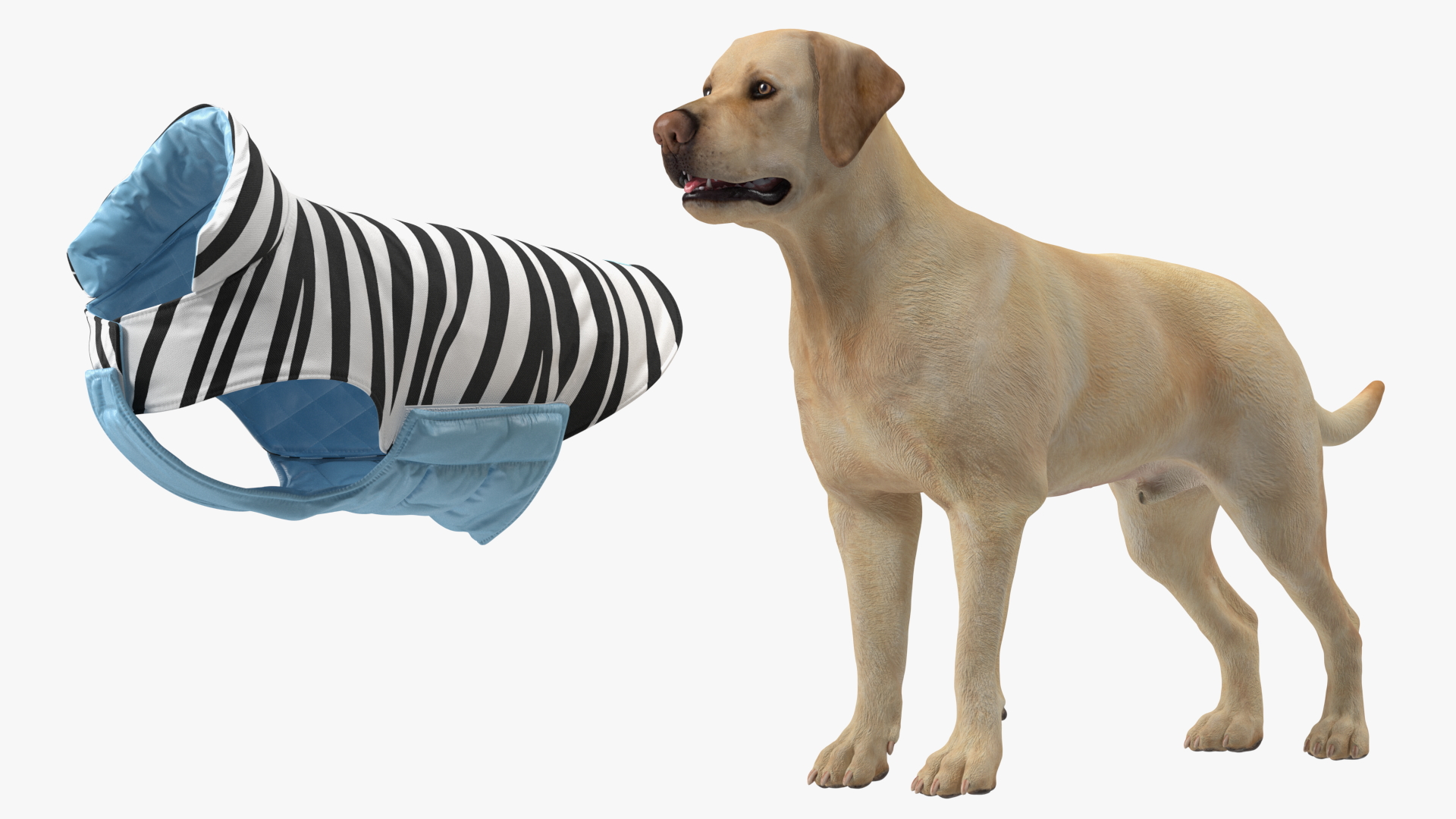 Labrador Wearing Zebra Coat 3D