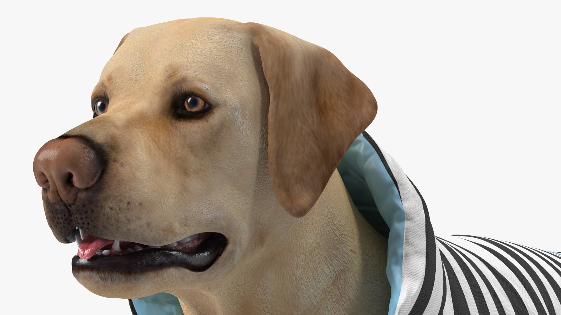 Labrador Wearing Zebra Coat 3D