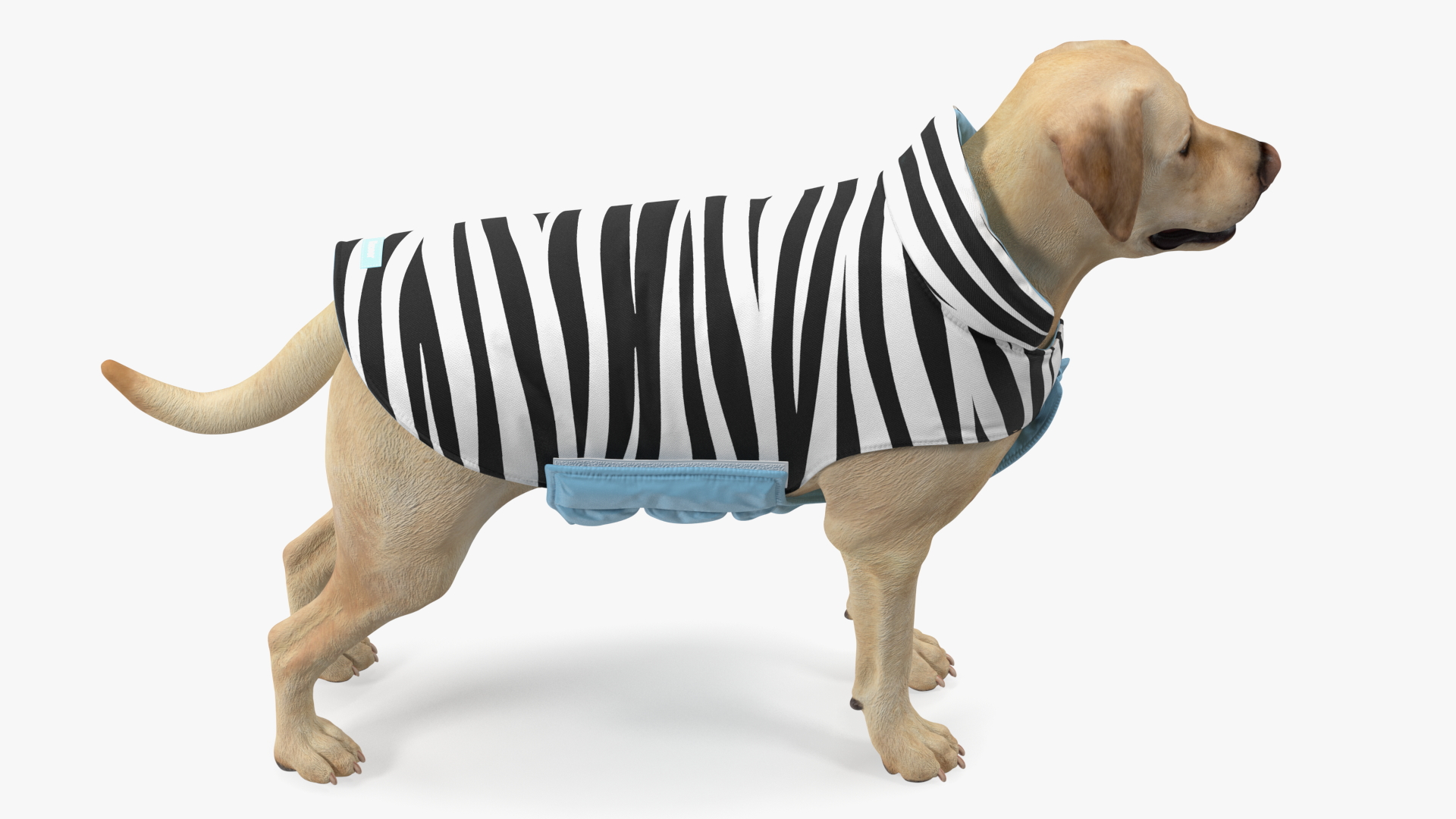 Labrador Wearing Zebra Coat 3D