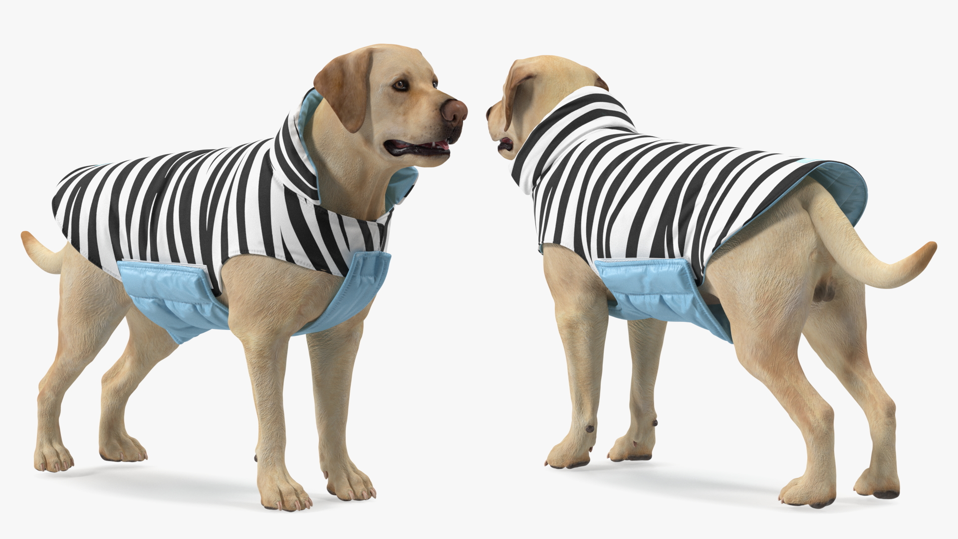 Labrador Wearing Zebra Coat 3D