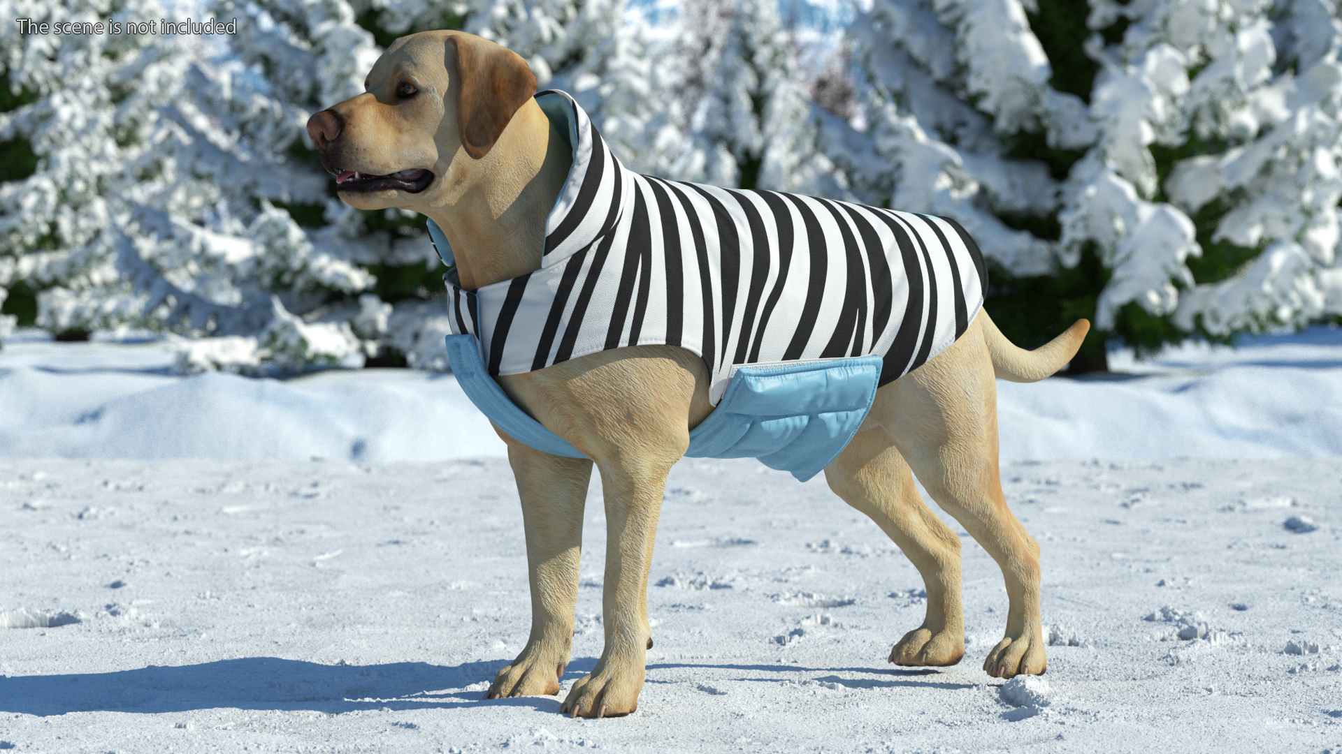 Labrador Wearing Zebra Coat 3D
