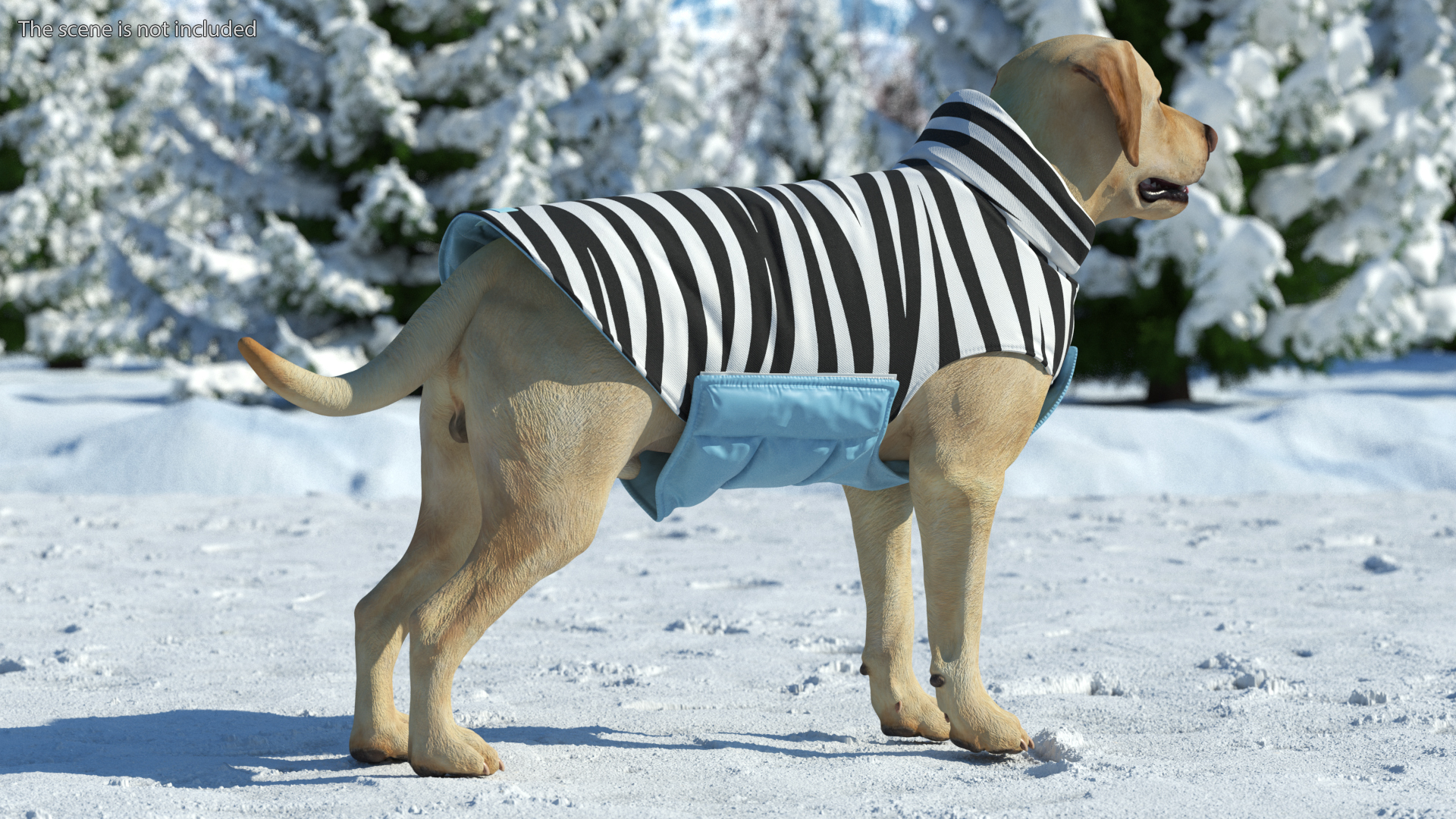 Labrador Wearing Zebra Coat 3D