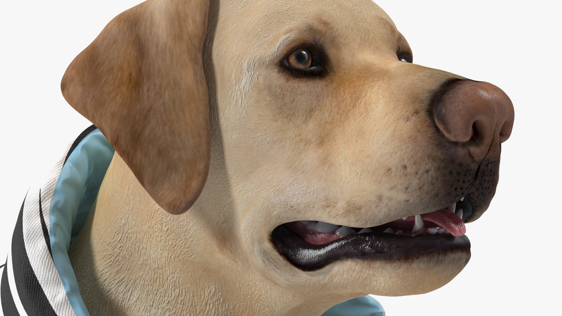 Labrador Wearing Zebra Coat 3D