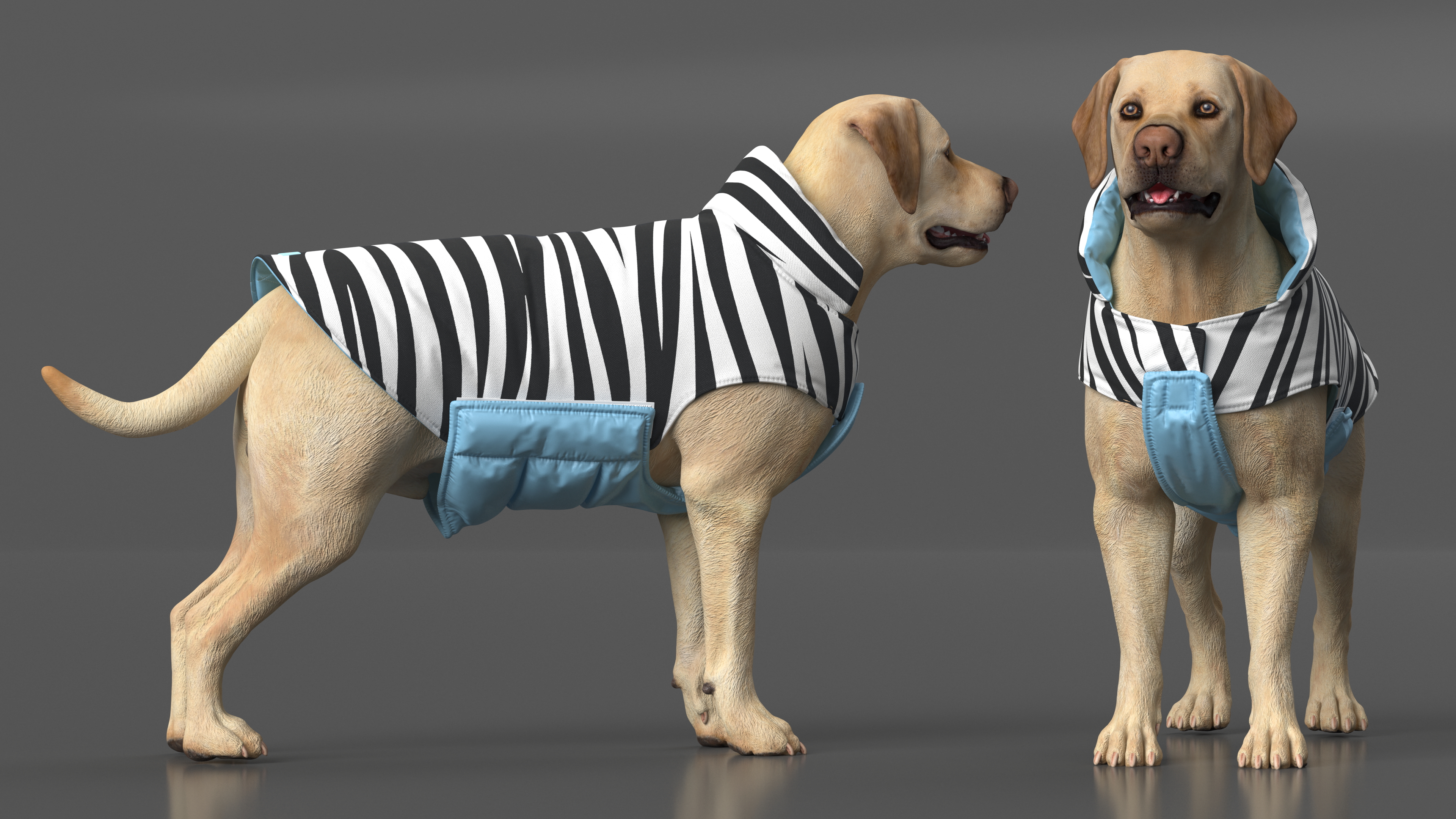 Labrador Wearing Zebra Coat 3D
