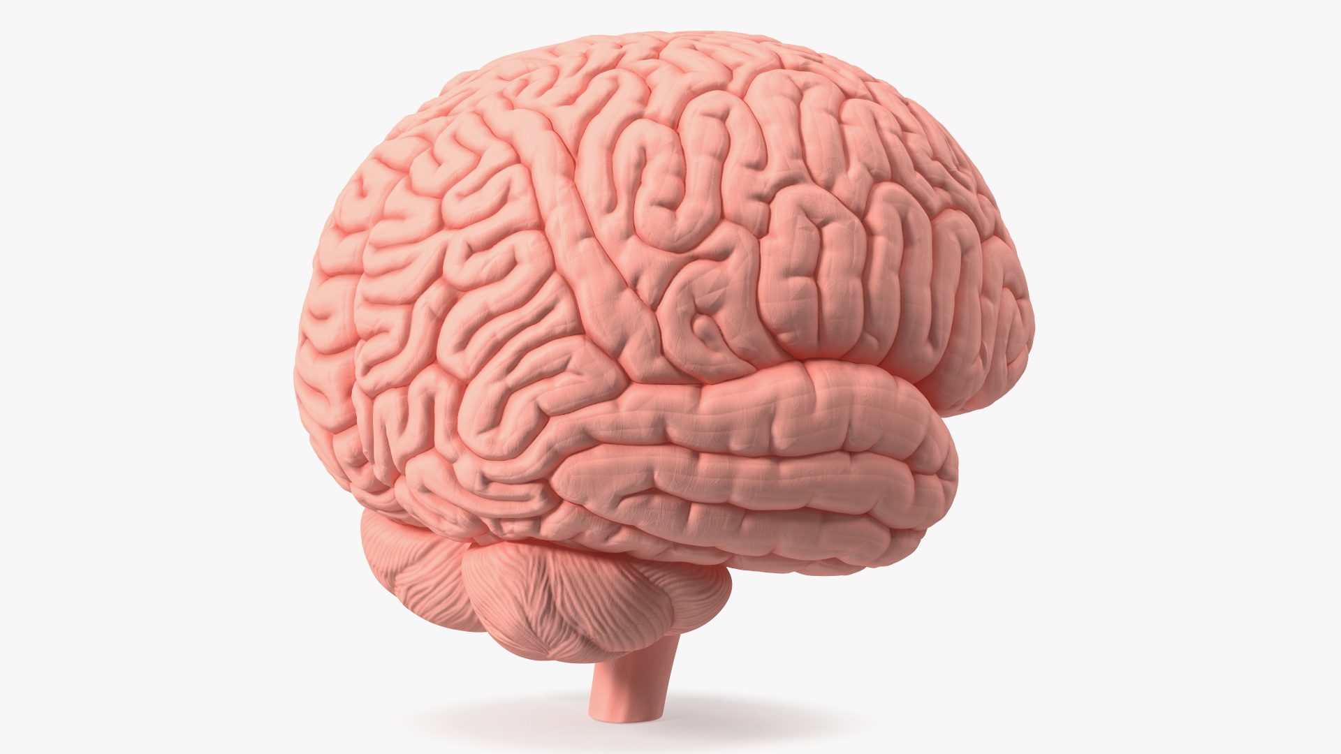 3D Human Brain With Implanted Microchip