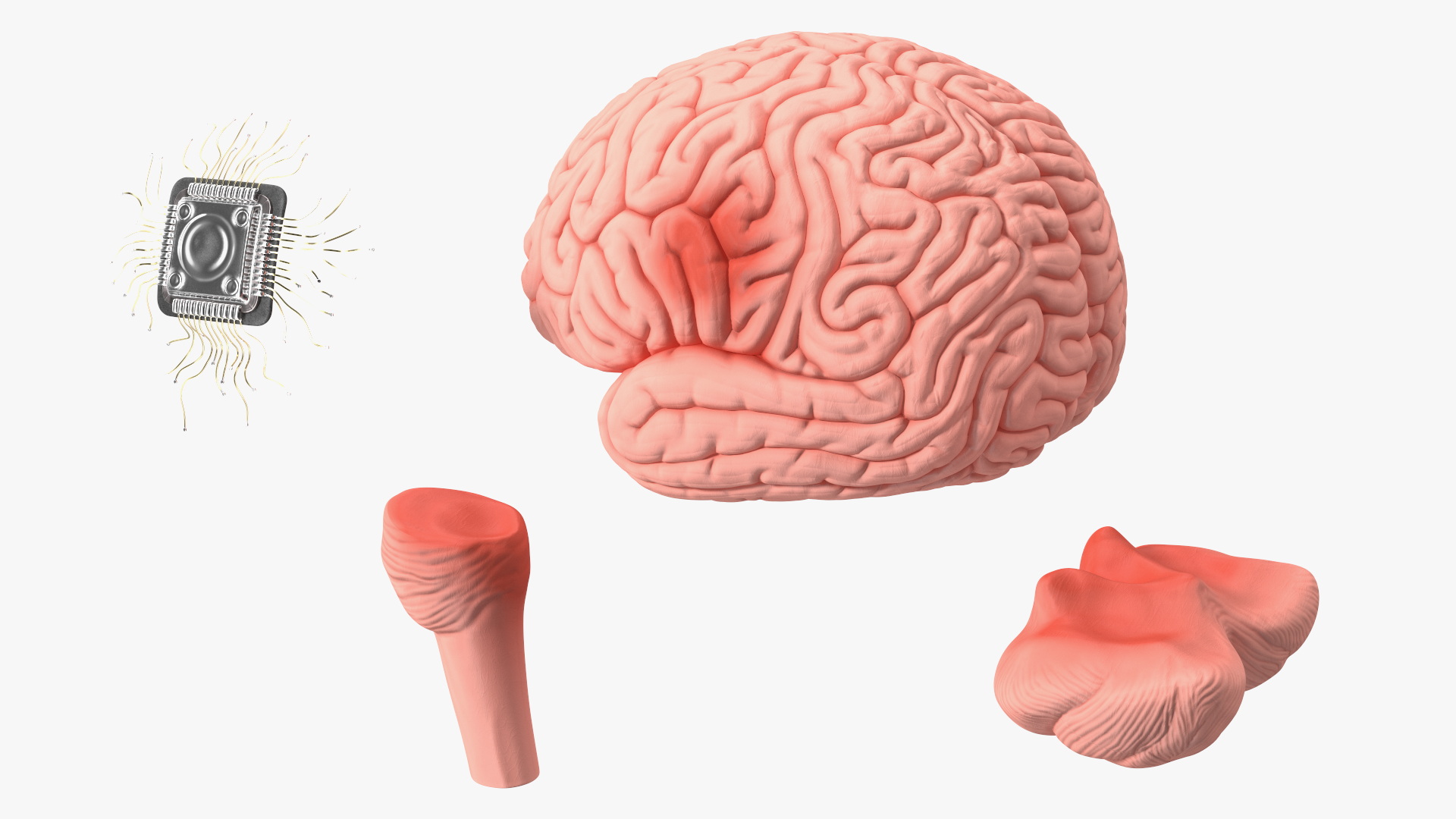 3D Human Brain With Implanted Microchip