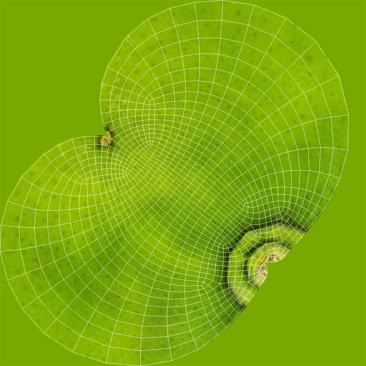 3D model Whole Lime