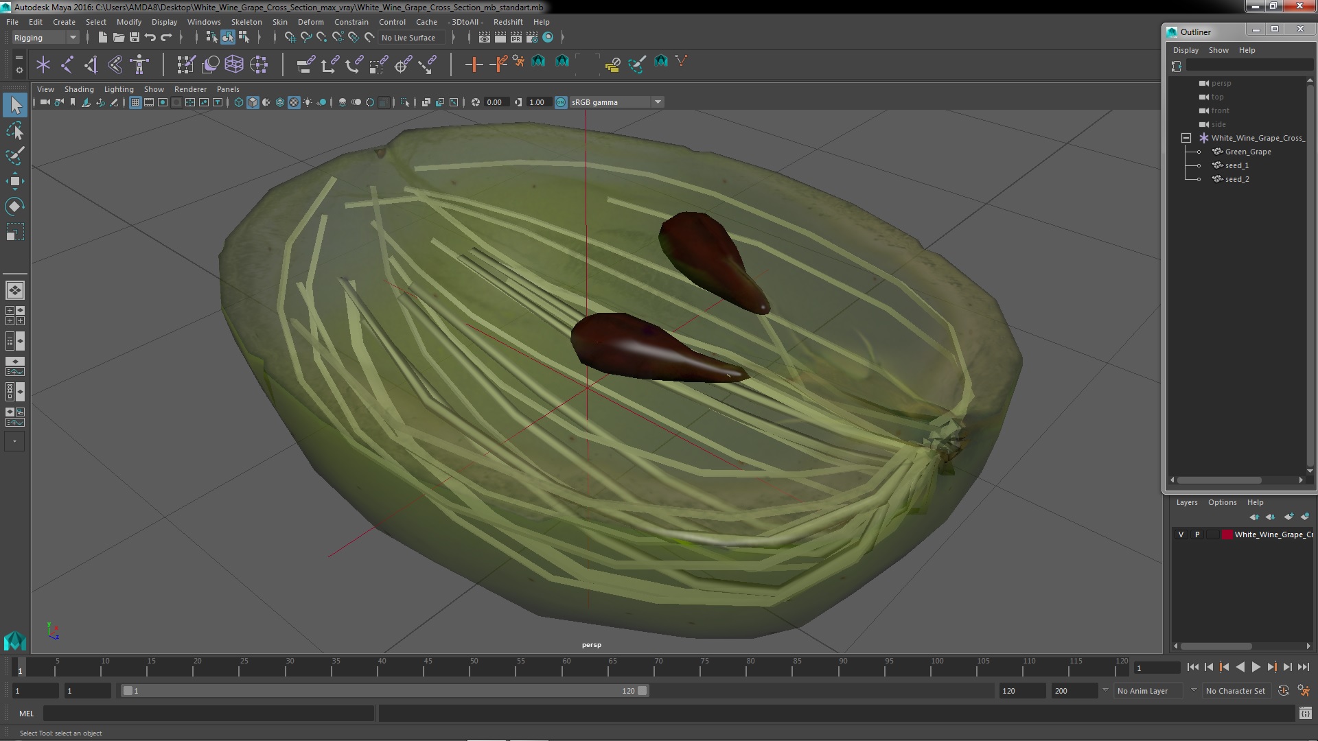 3D model White Wine Grape Cross Section