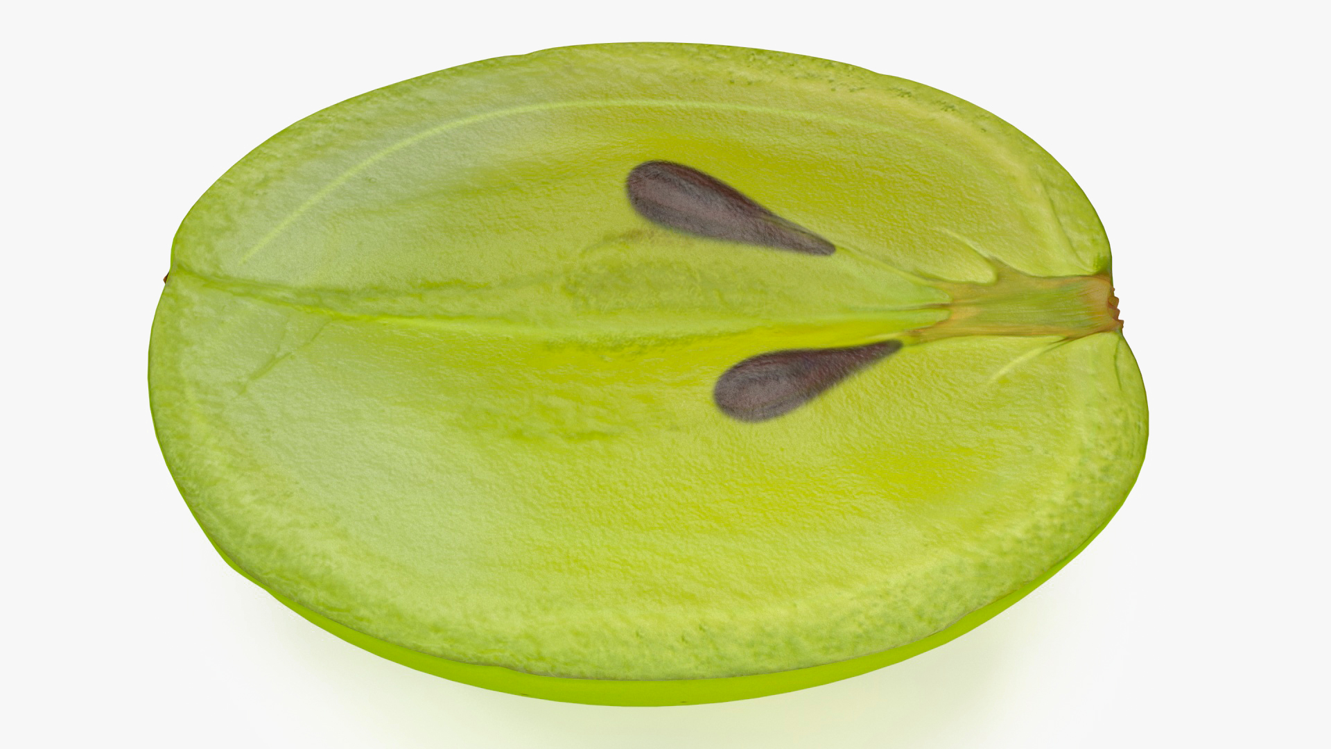 3D model White Wine Grape Cross Section