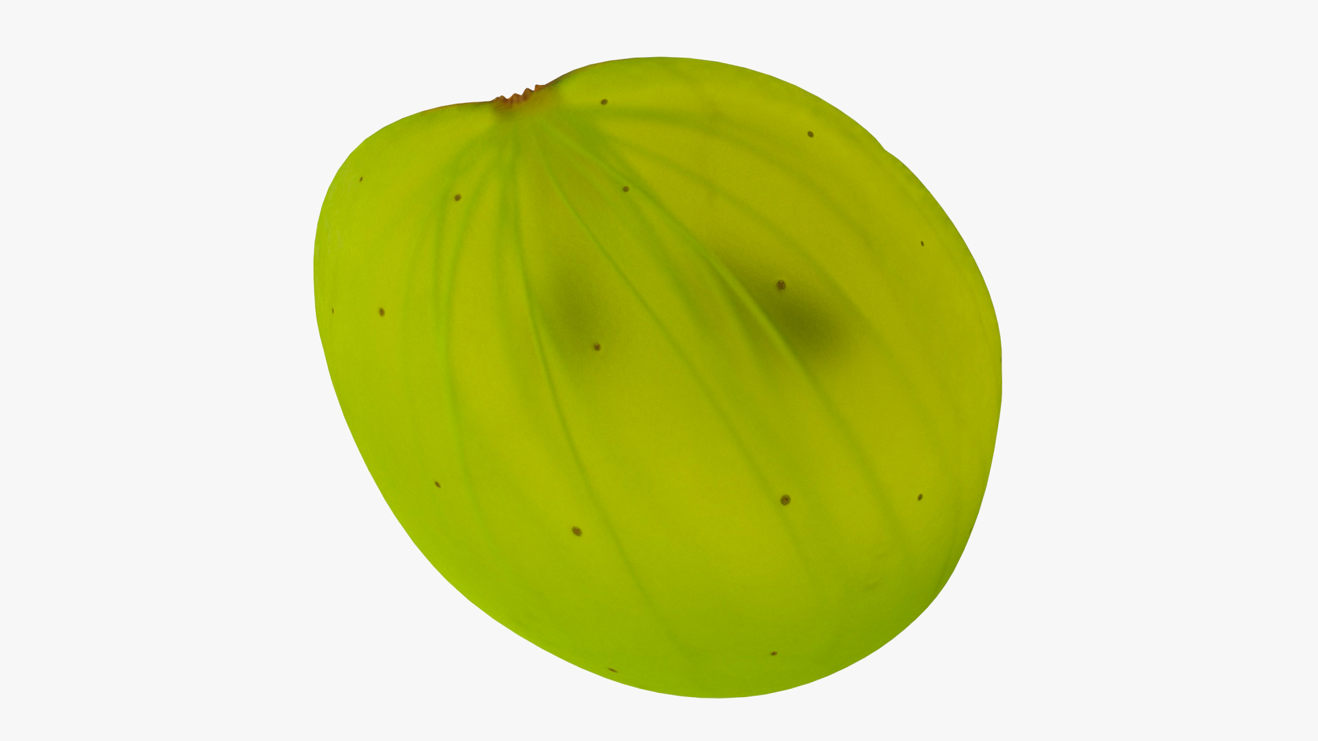 3D model White Wine Grape Cross Section