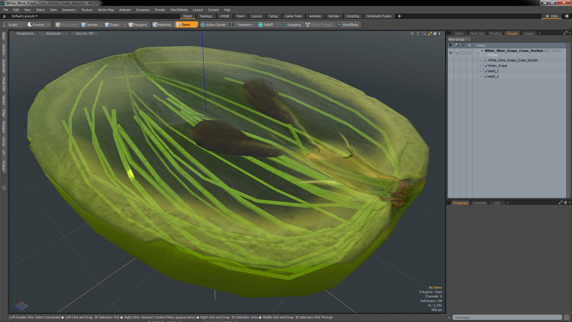 3D model White Wine Grape Cross Section